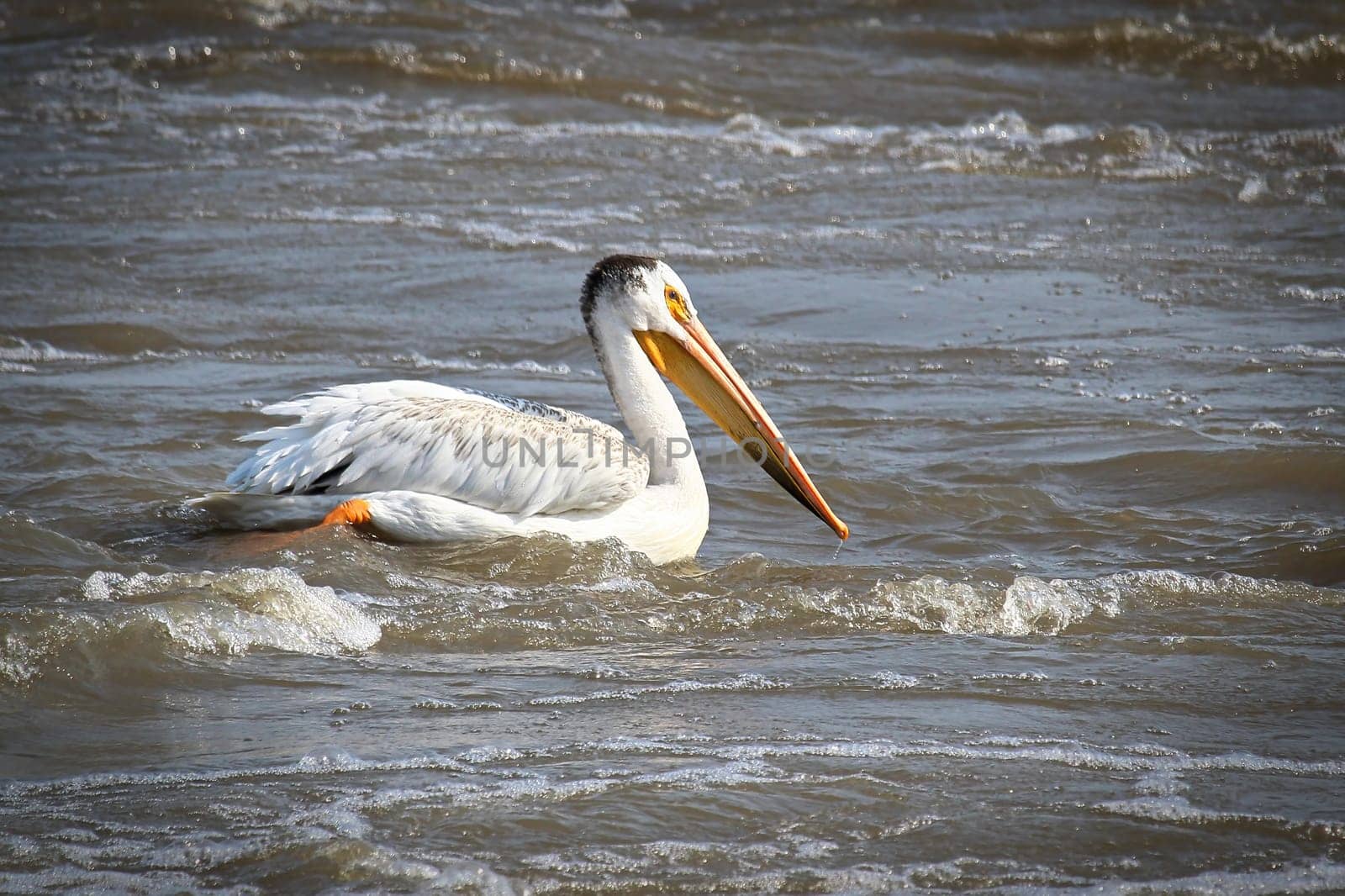 An American White Pelican swims in white water.