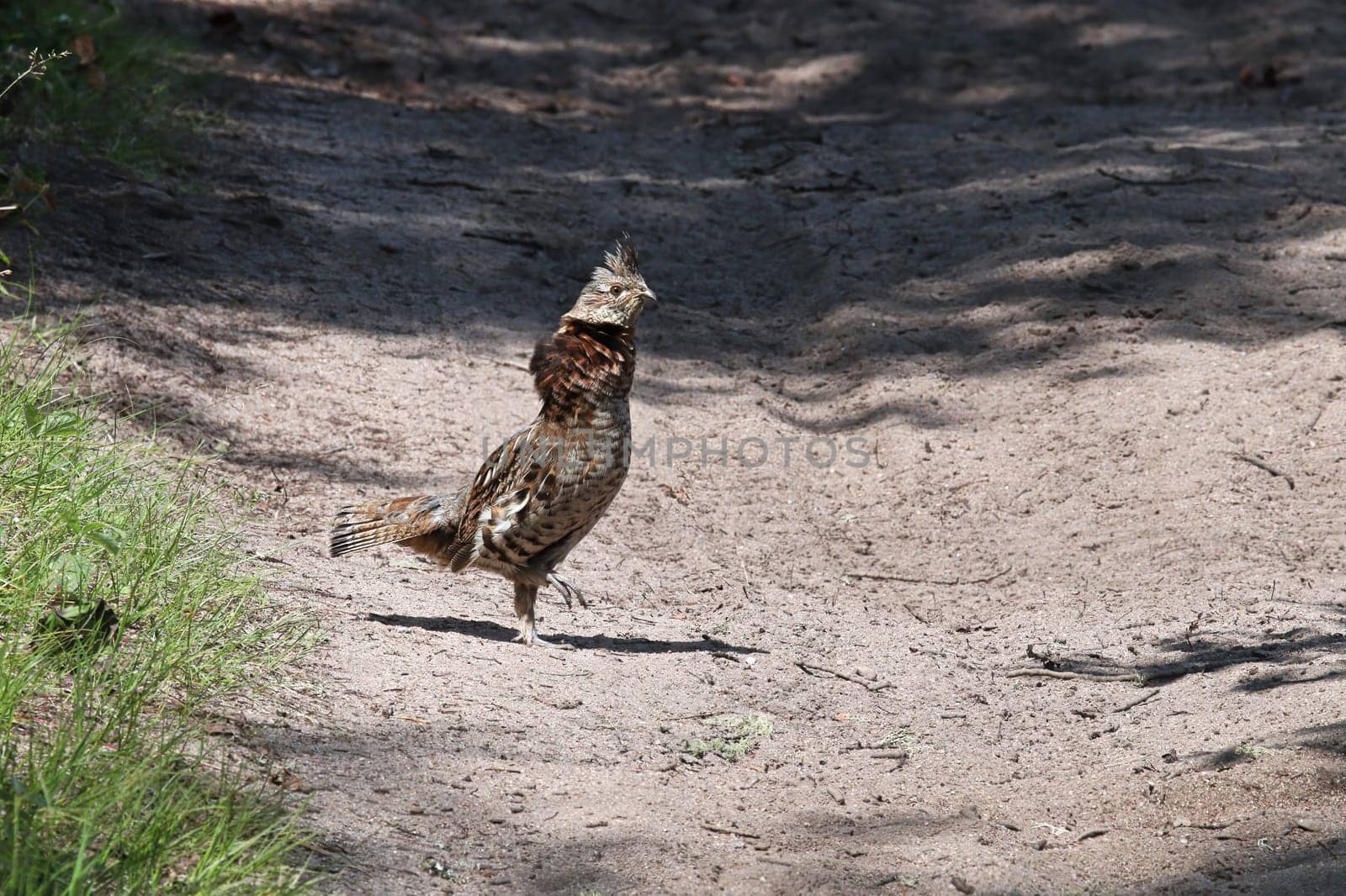 A ruffed grouse on a gravel road.