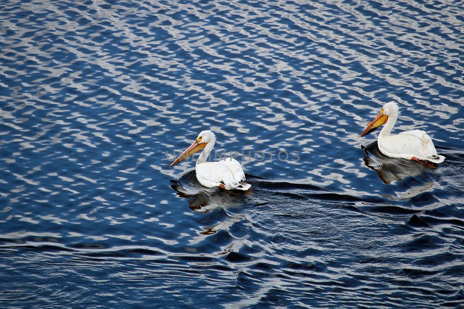 Two pelicans swim in blue reflective water.