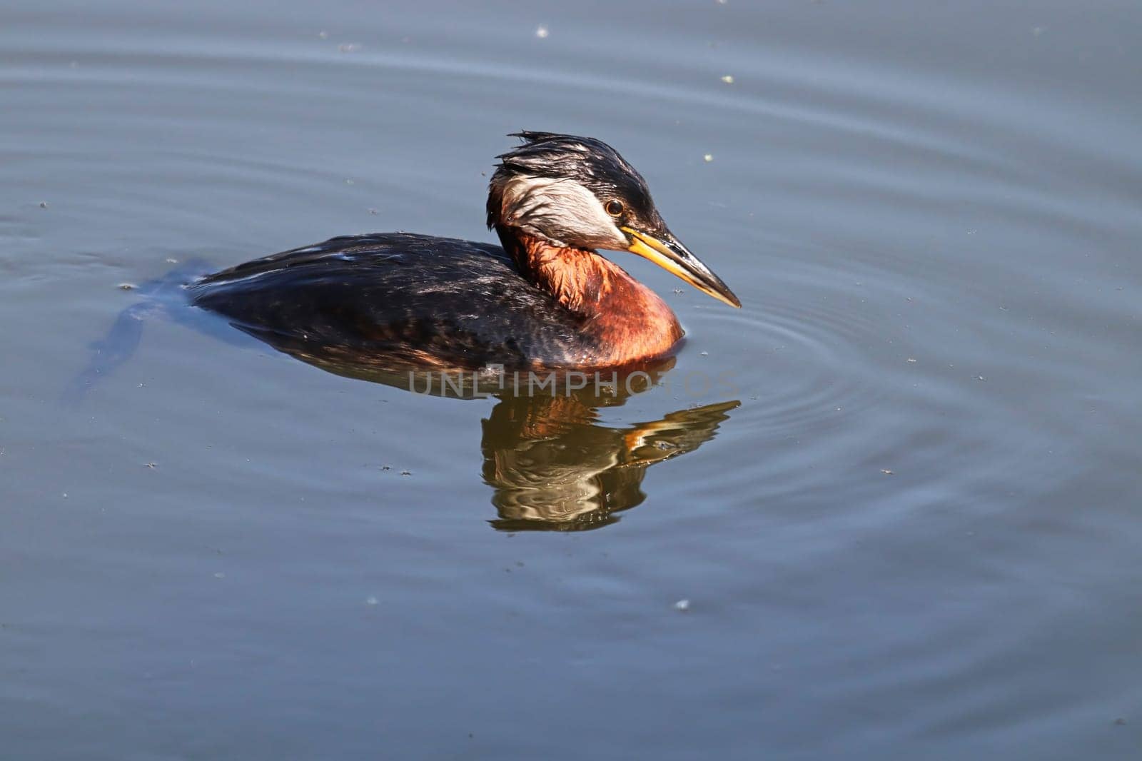 Closeup of a red-necked grebe swimming in reflective water.