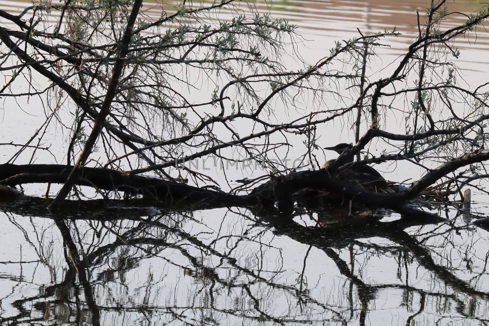 A red-necked grebe on a nest silhouette by a fallen tree.