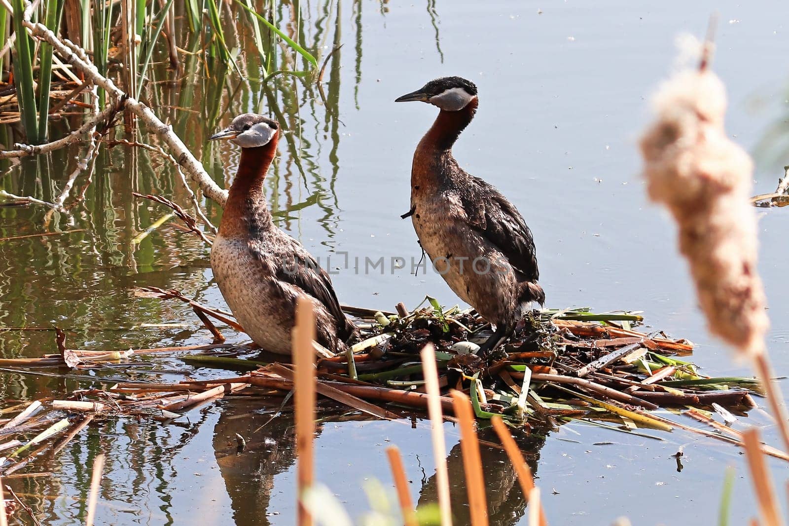 Two red-necked grebe stand on a nest with an egg.