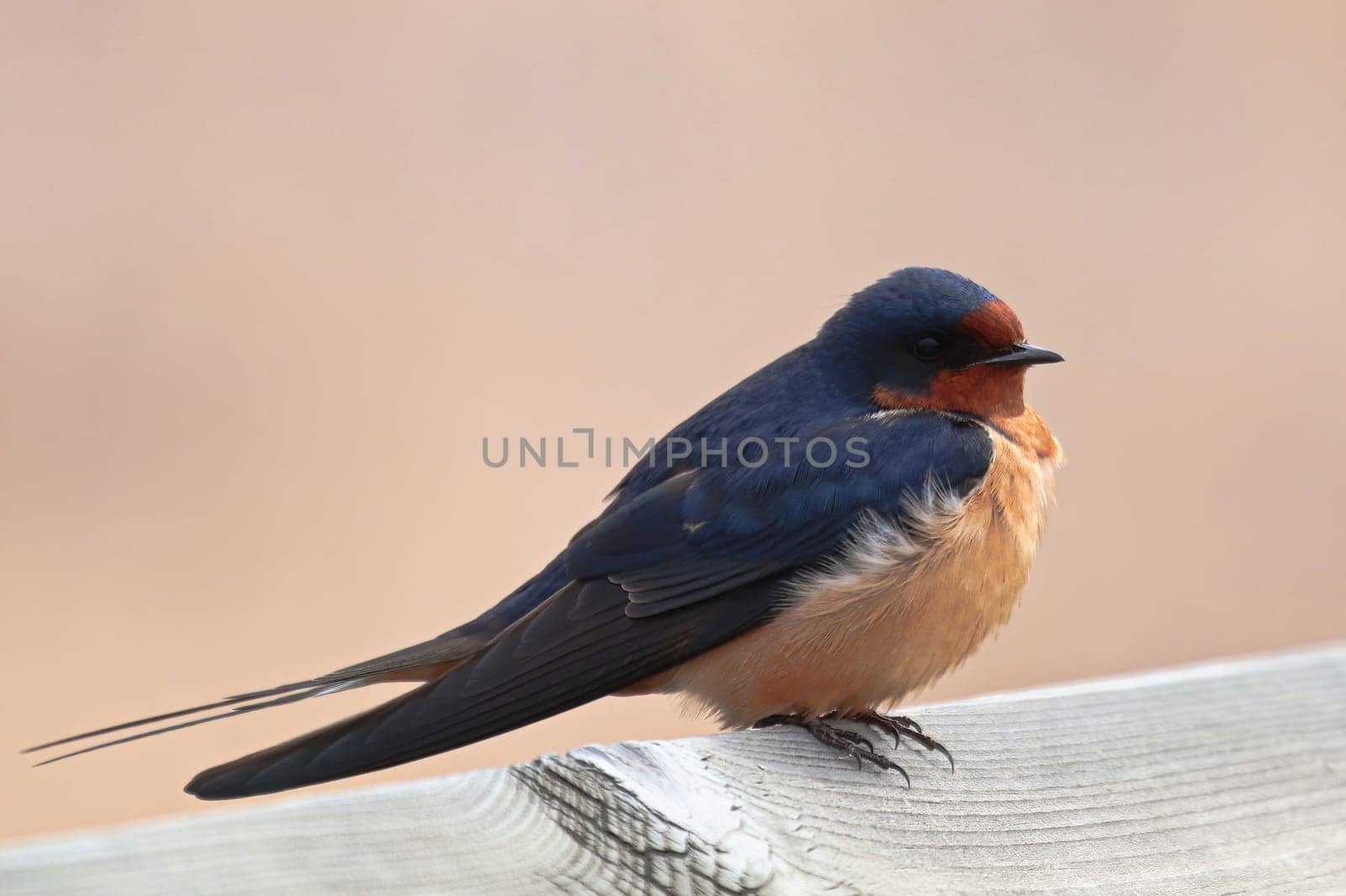 Closeup of a barn swallow sitting on a wooden edge.