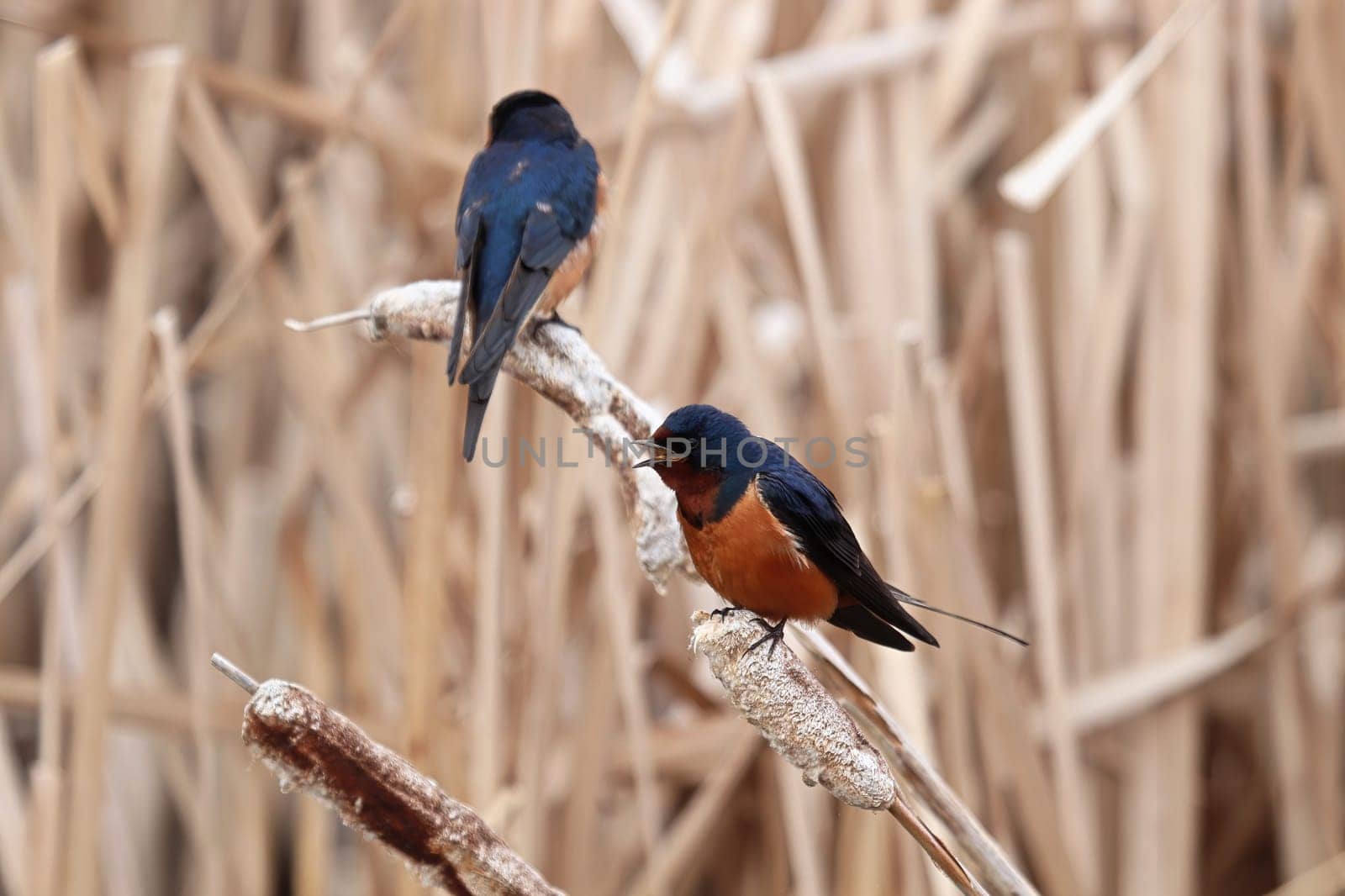 Closeup of a barn swallows sitting on cattail reeds.