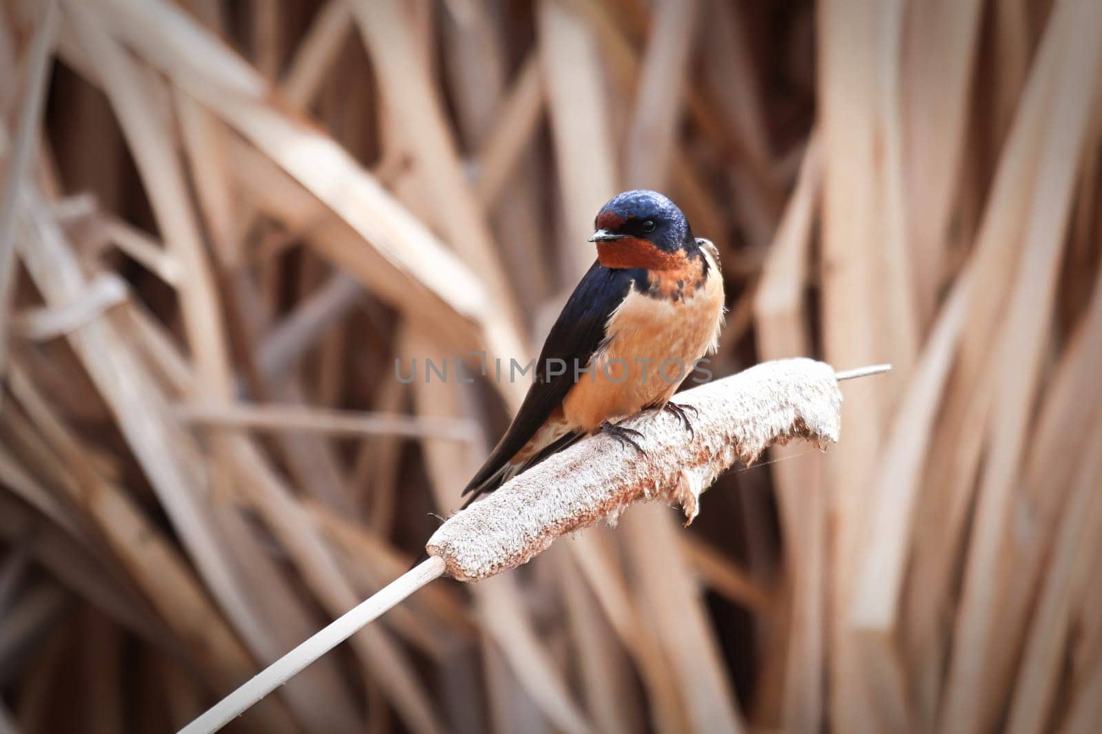 Closeup of a barn swallow sitting on cattail reeds.