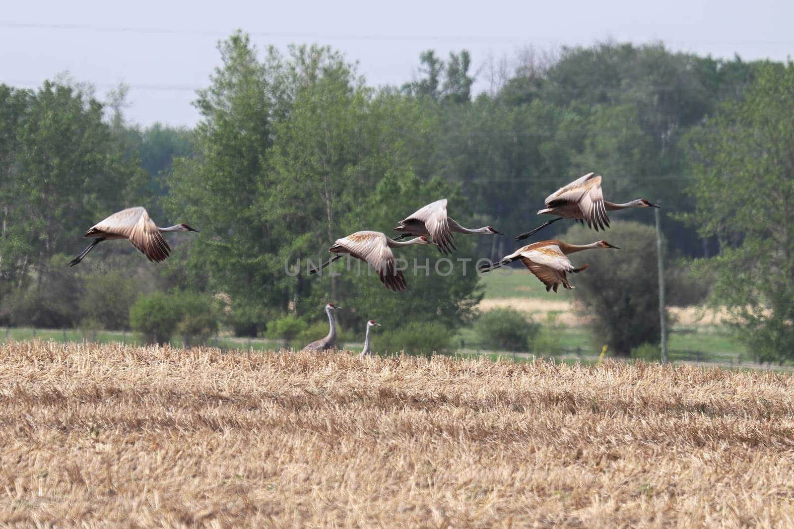 A flock of sandhill cranes in flight.