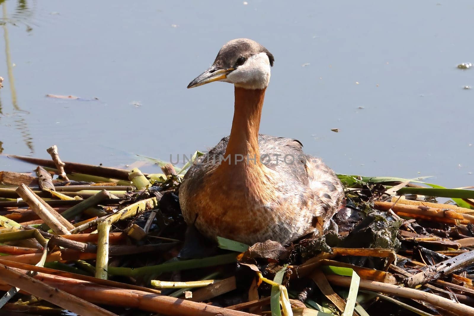 Closeup of a red necked grebe sitting on a nest.