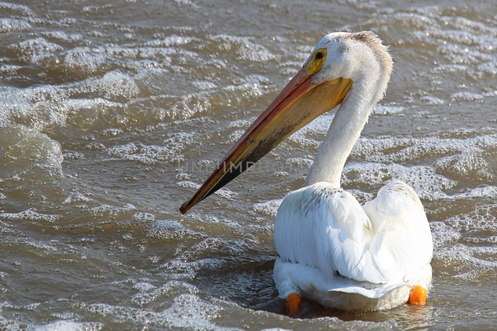 Back and side view of a large pelican swimming.