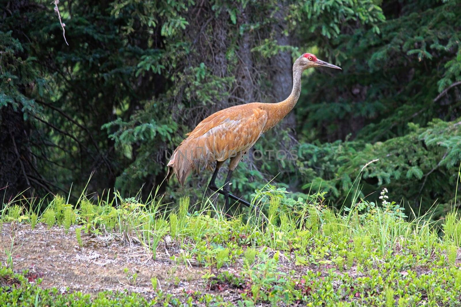 And adult sandhill crane stands in grass by a forest.