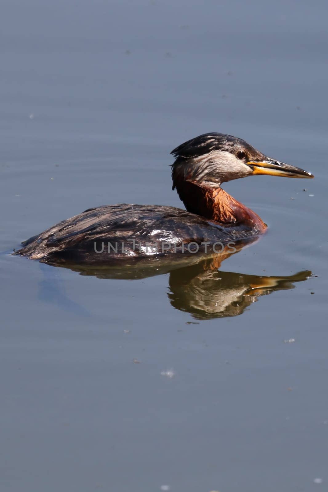 Closeup of a red-necked grebe swimming in reflective water.