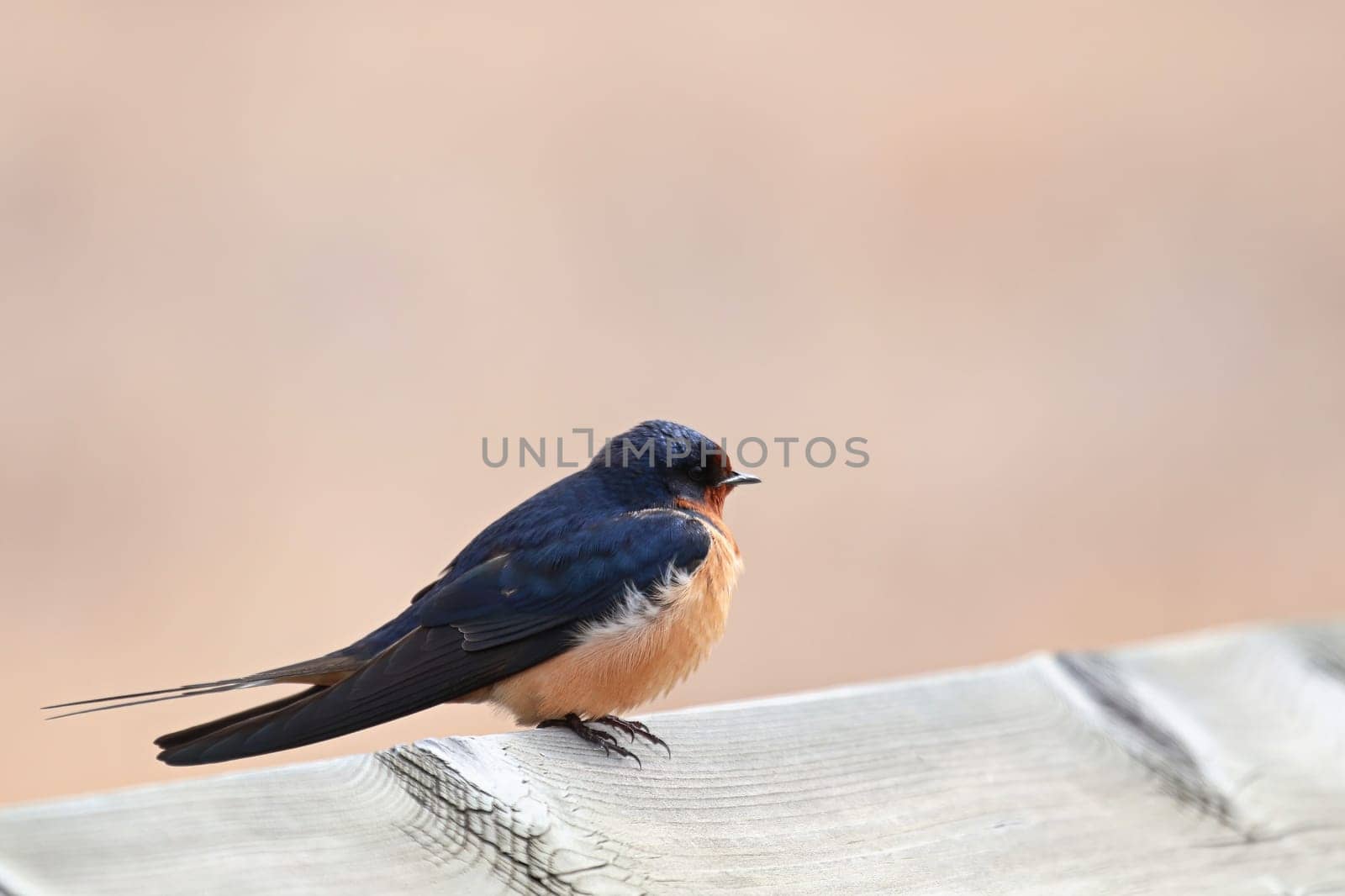 Closeup of a barn swallow sitting on a wooden edge.