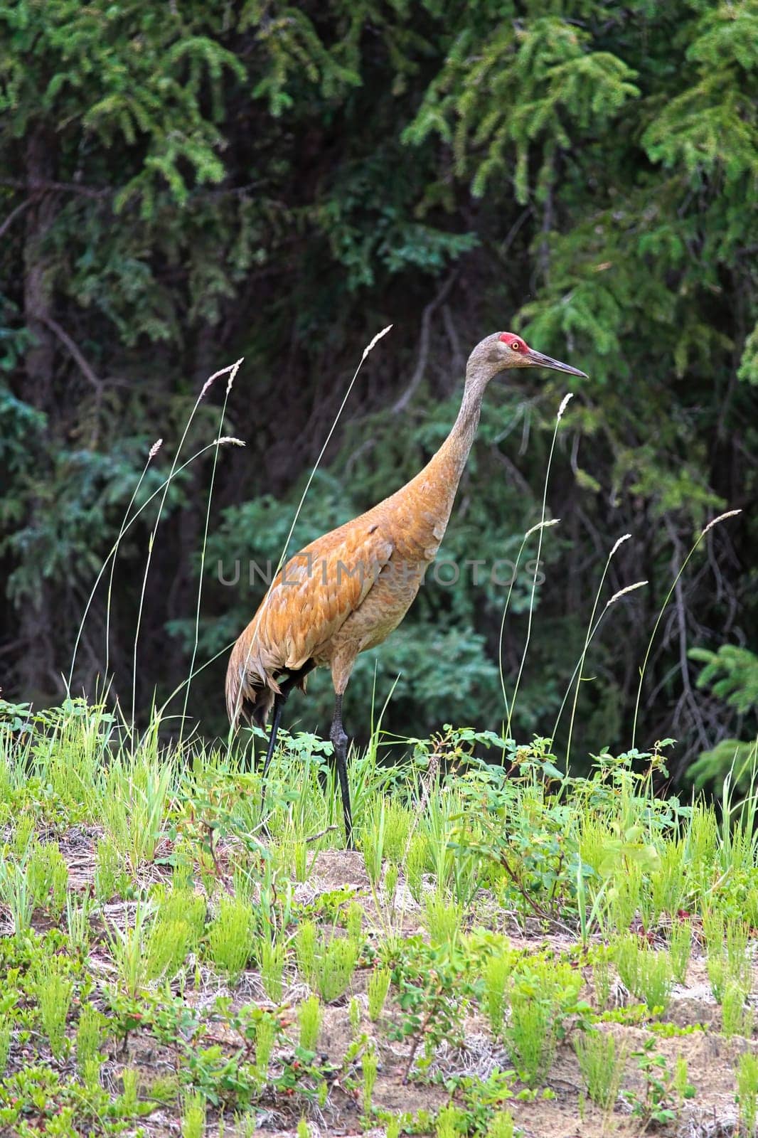 And adult sandhill crane stands in grass by a forest.