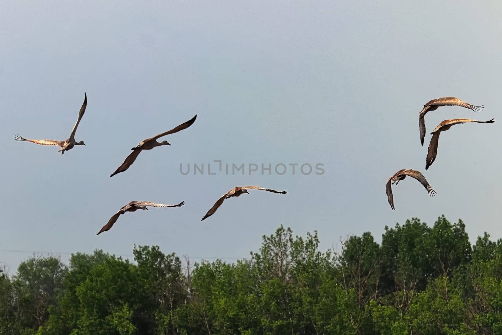 A flock of sandhill cranes in flight.