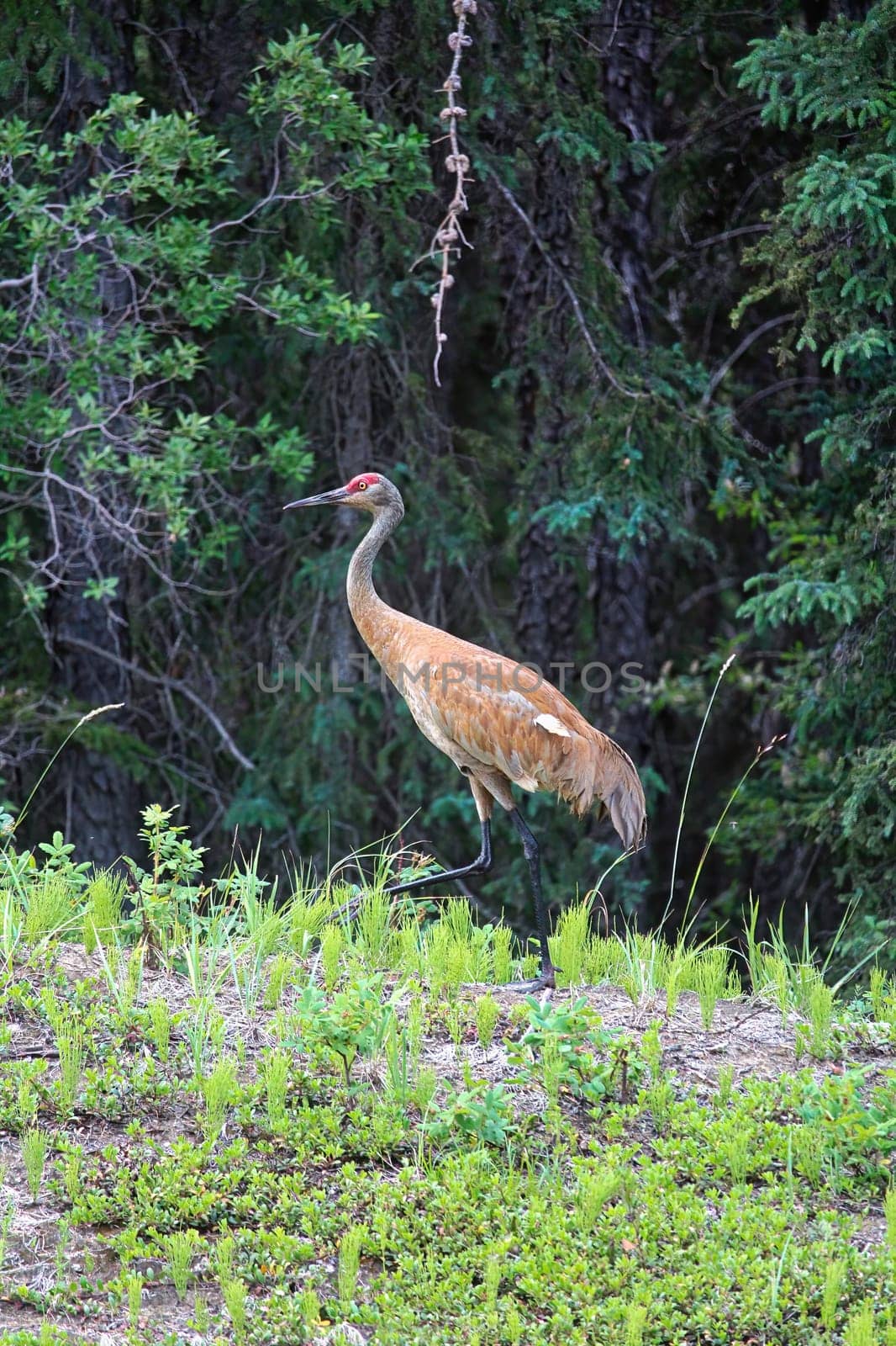 And adult sandhill crane stands in grass by a forest.