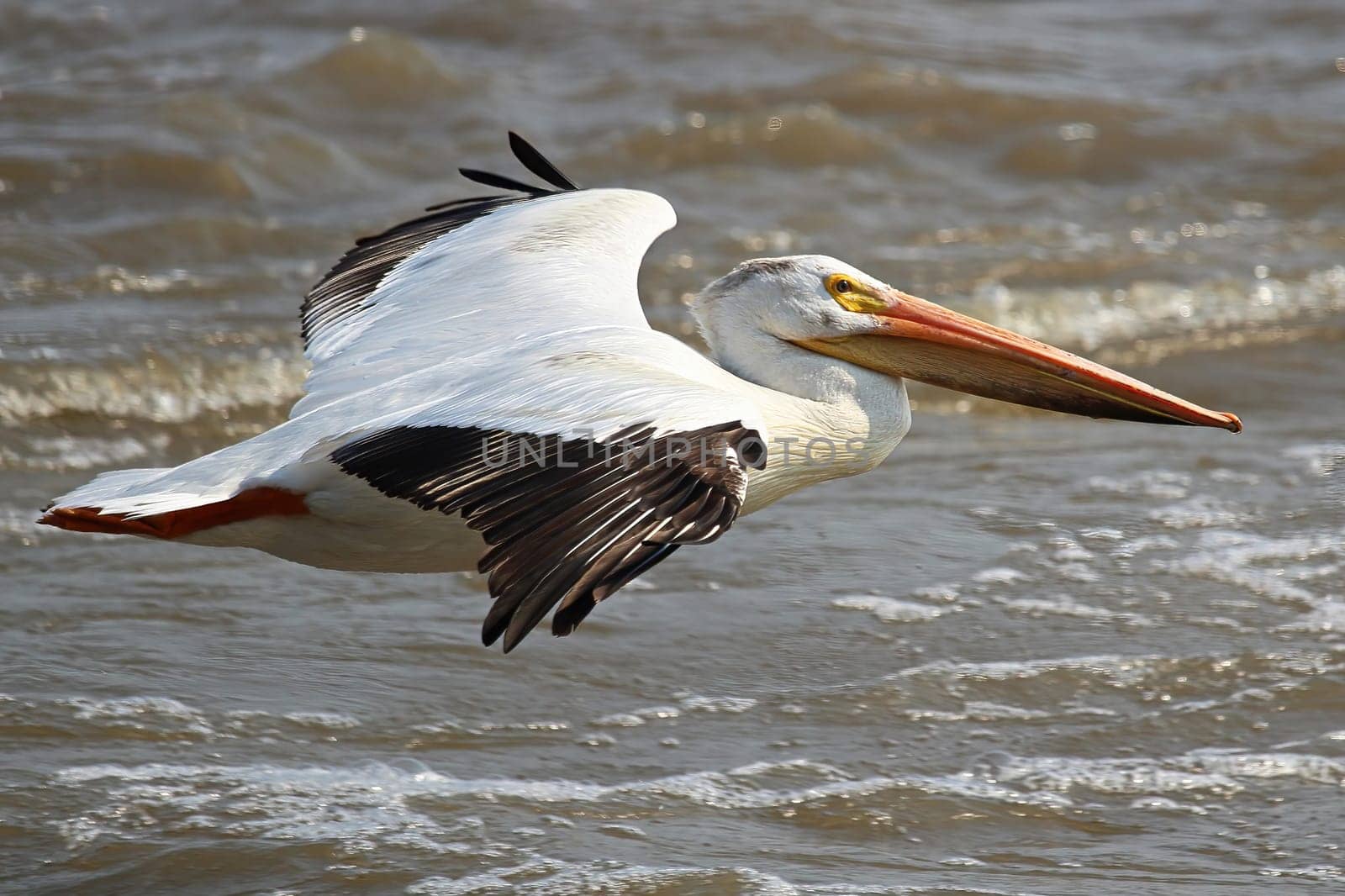 An American White Pelican flying displaying its black tip wings.