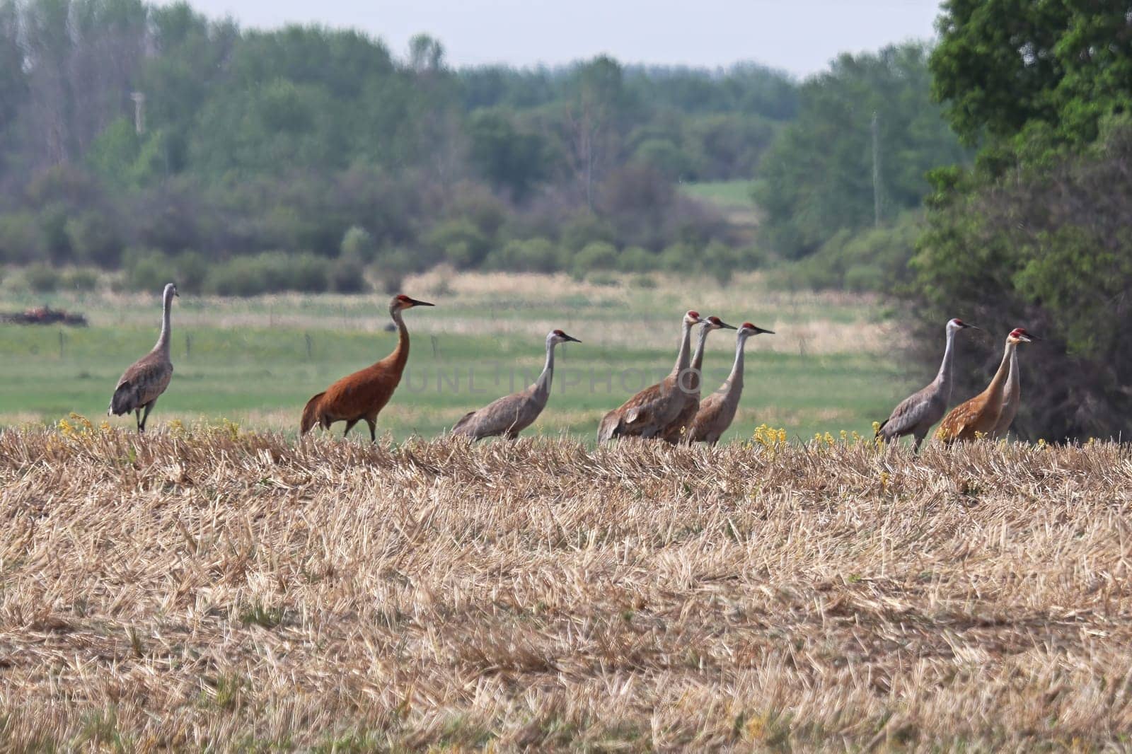A flock of sandhill cranes rest in a field.