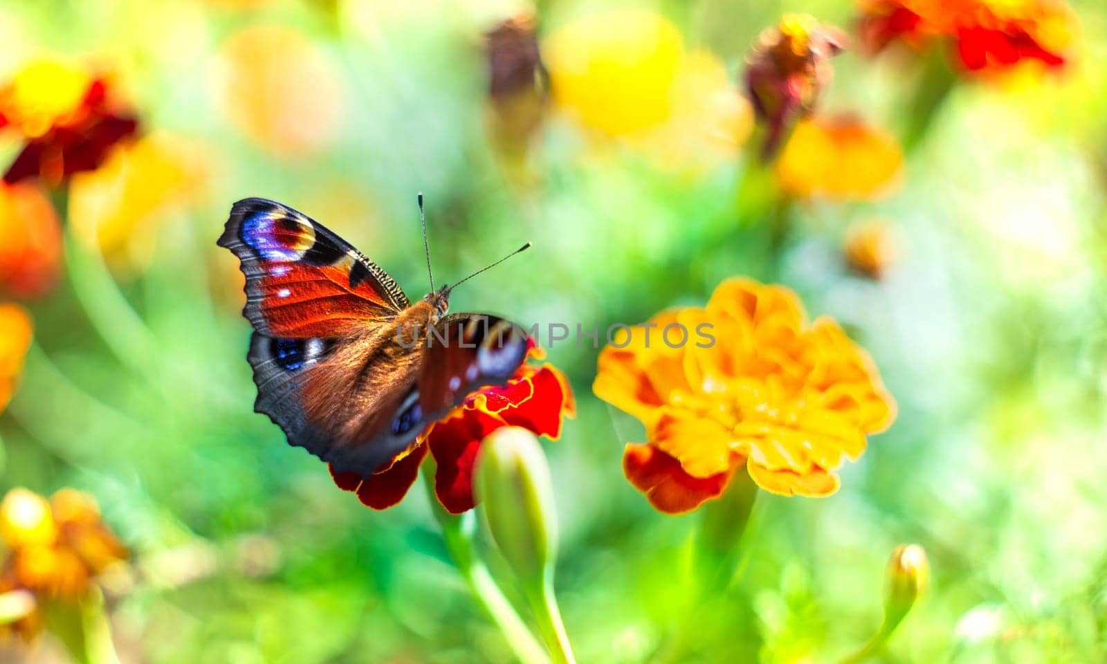 European peacock butterfly deploying wings