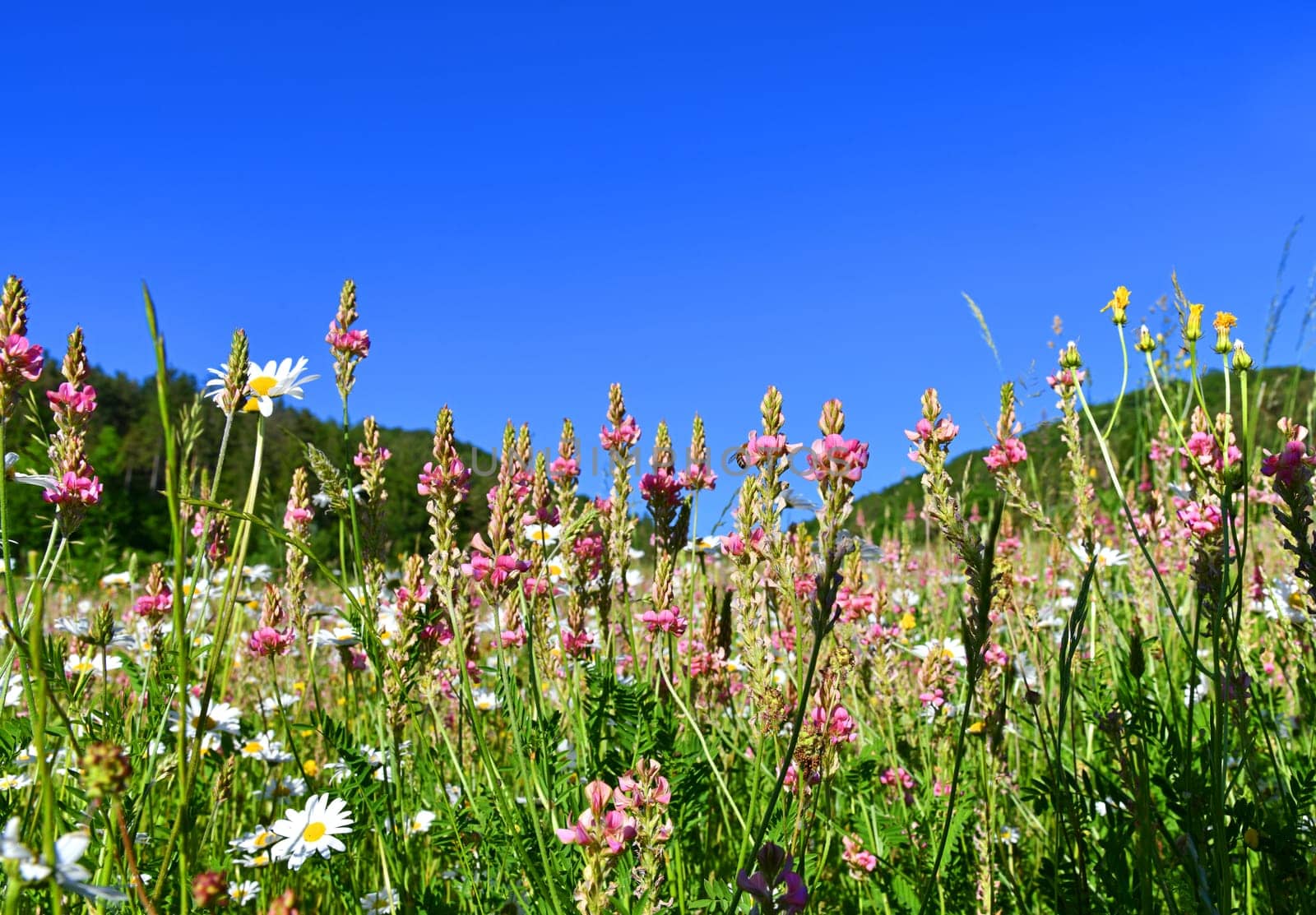 onobrychis viciifolia