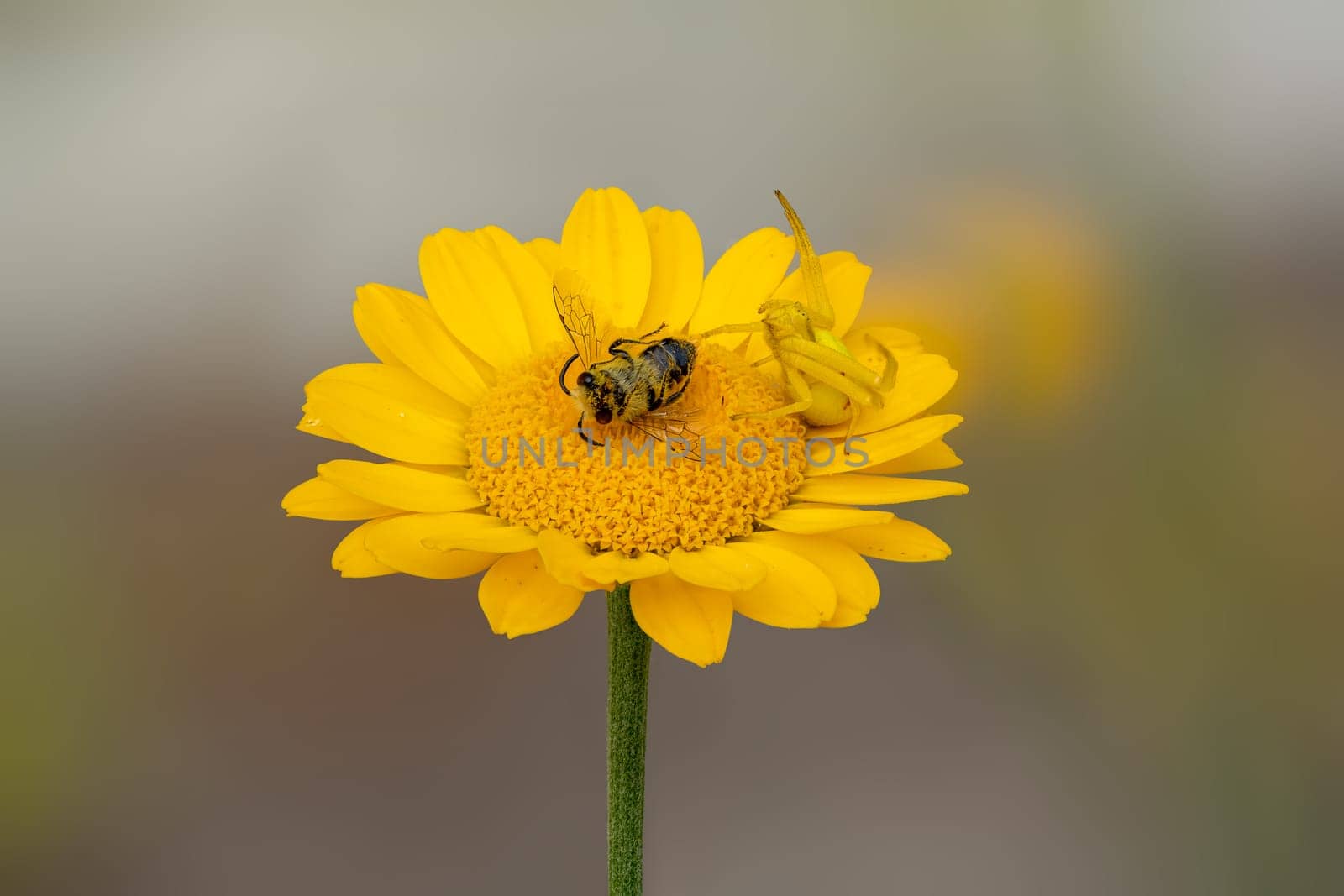 A Misumena vatia flower crab spider with a bee on an yellow aster flower.
