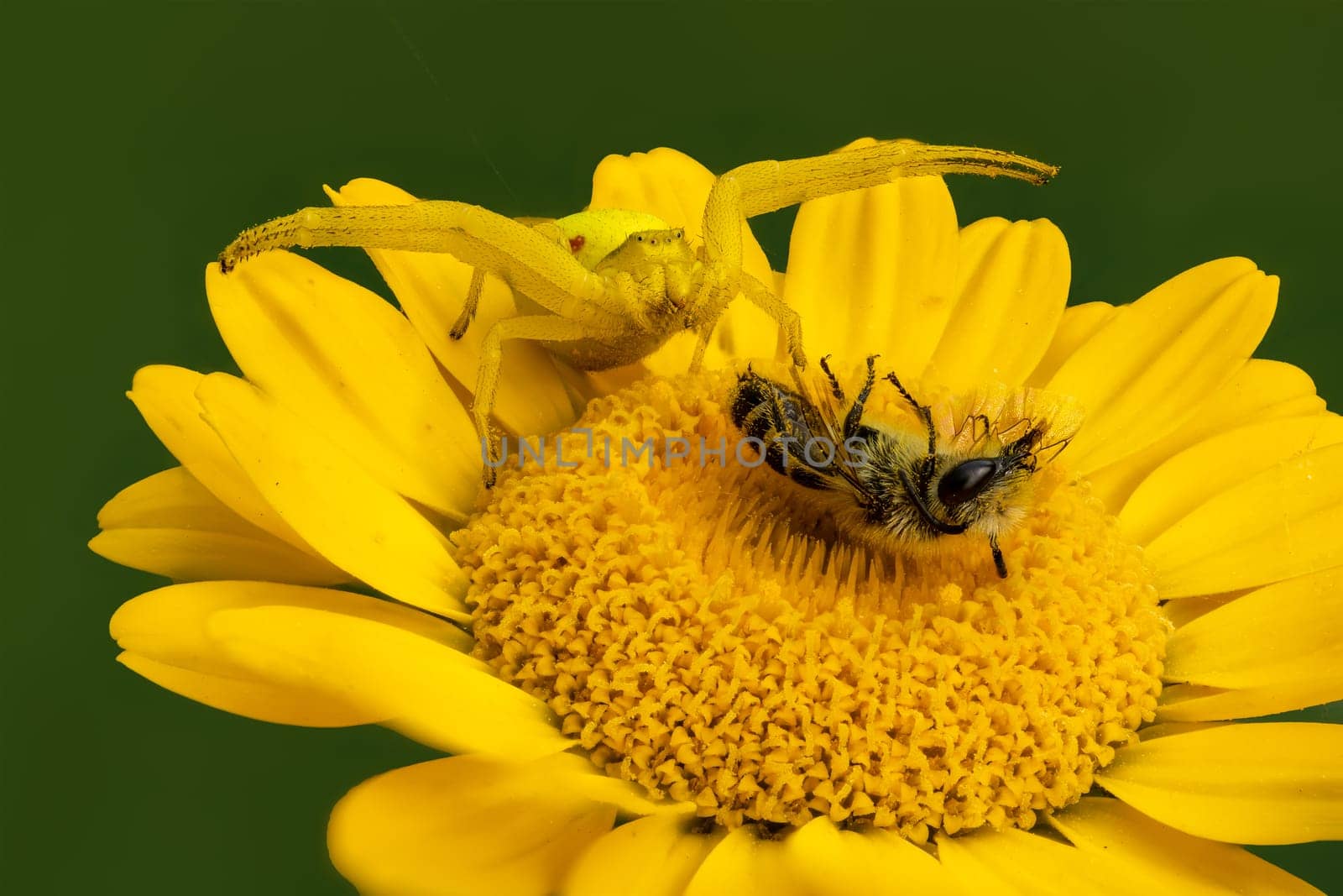 A Misumena vatia flower crab spider with a bee on an yellow aster flower.