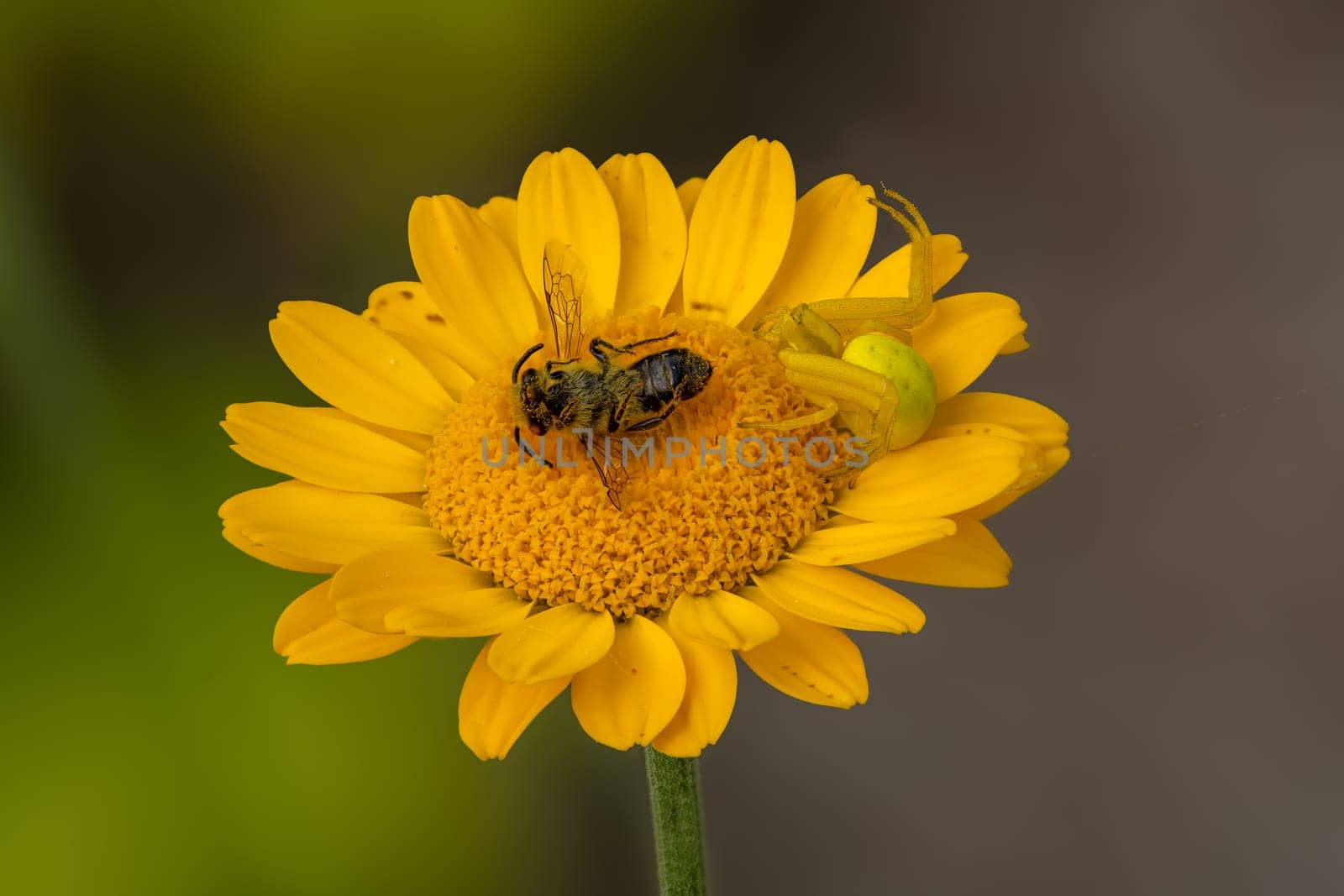 A Misumena vatia flower crab spider with a bee on an yellow aster flower.