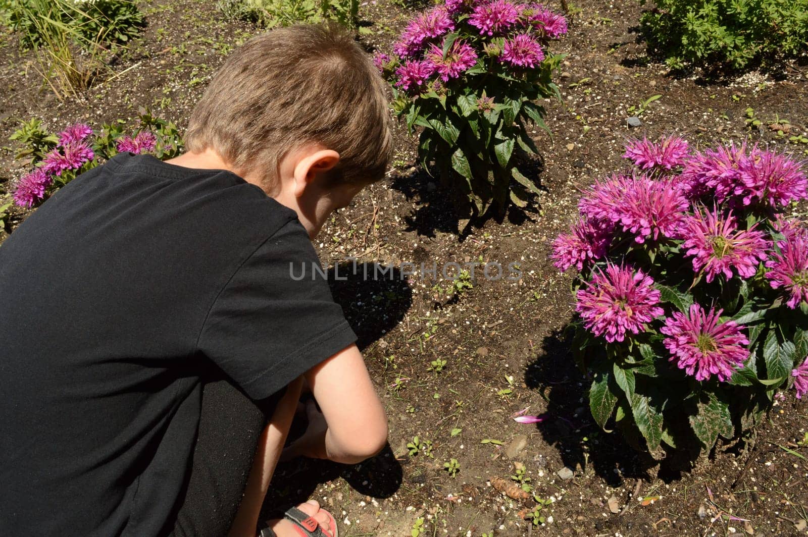 A young kindergarten boy is helping in the garden.
