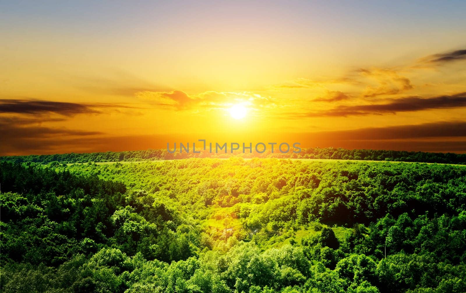 wood textured backgrounds in a room interior on the forest backgrounds