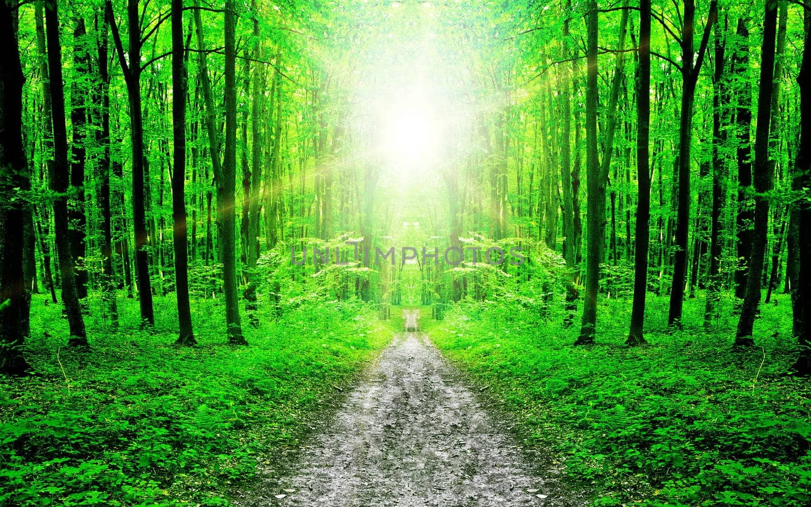 wood textured backgrounds in a room interior on the forest backgrounds