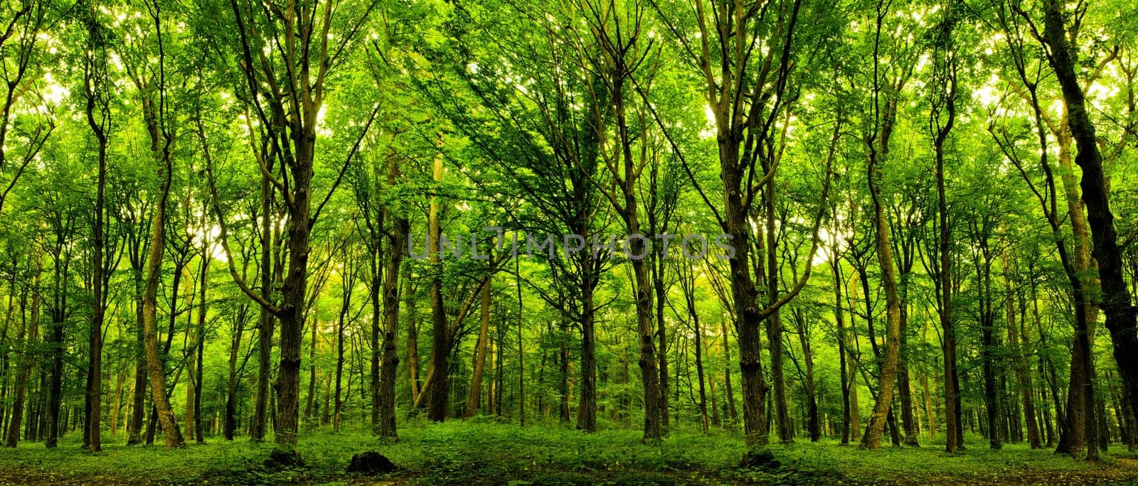 wood textured backgrounds in a room interior on the forest backgrounds