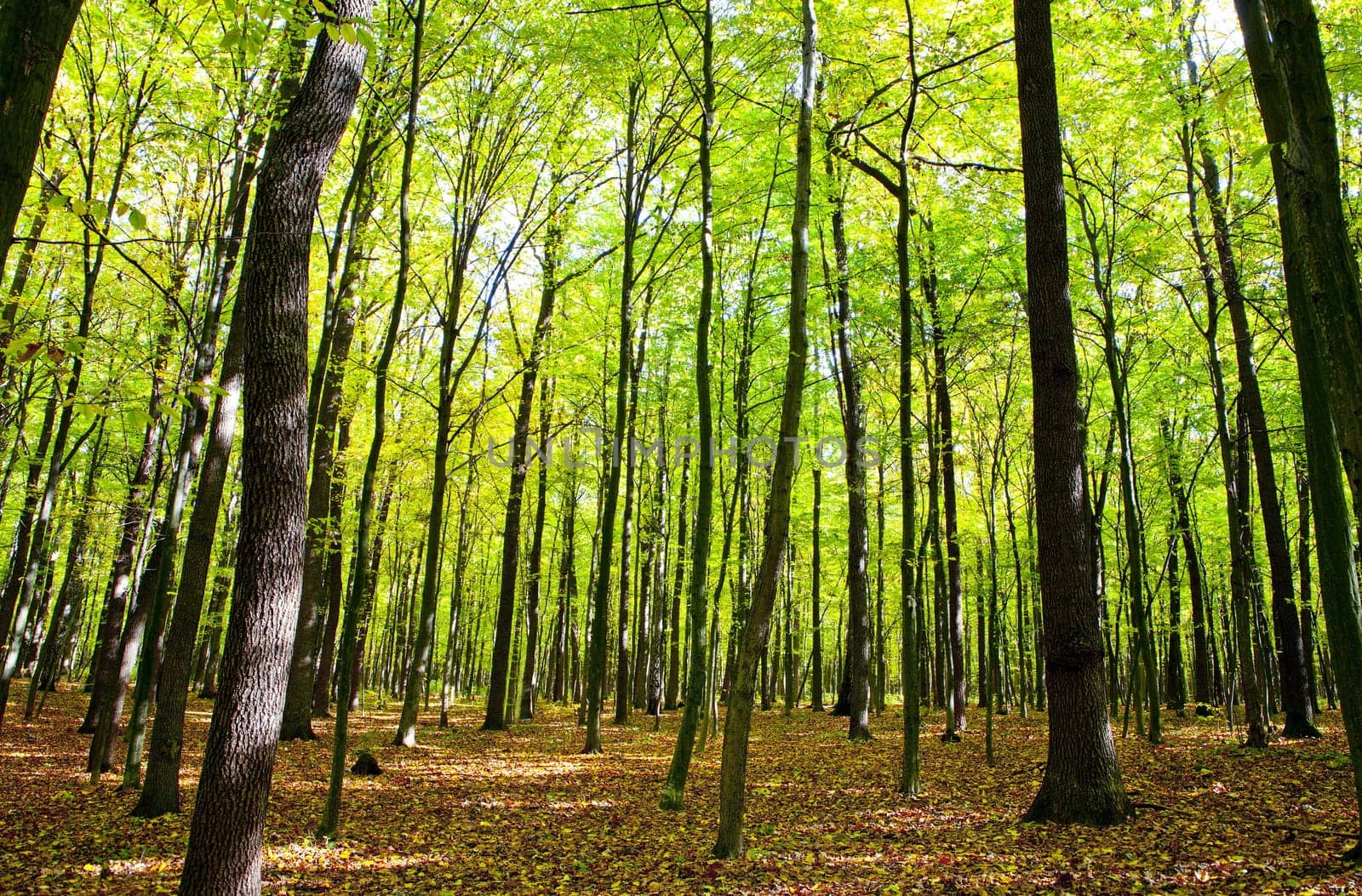 forest