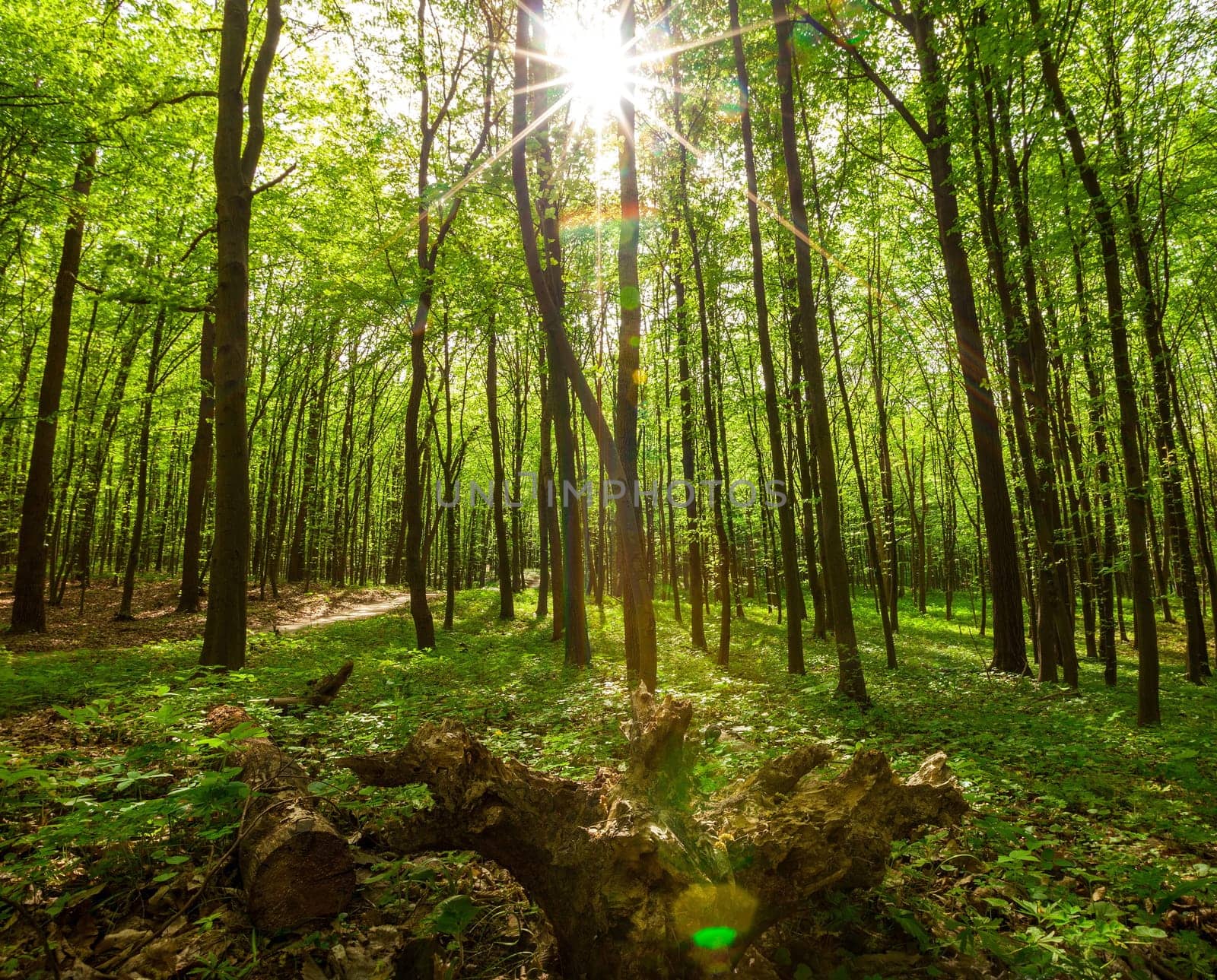 wood textured backgrounds in a room interior on the forest backgrounds