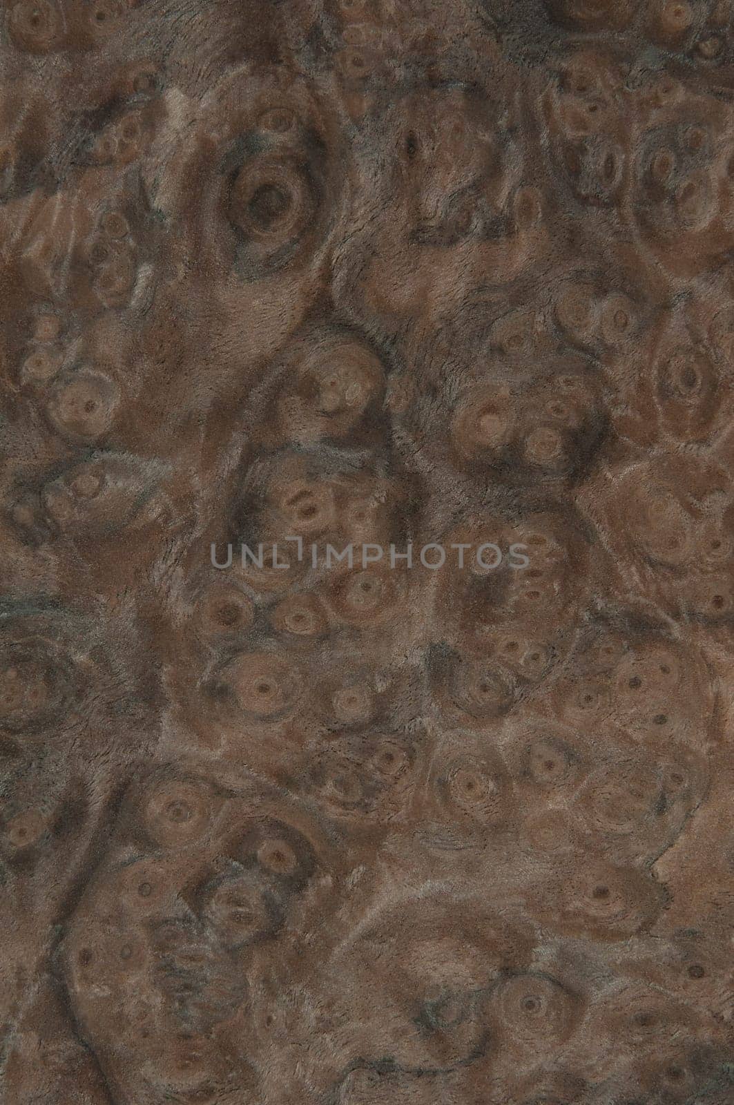 a wood rustic exclusive texture