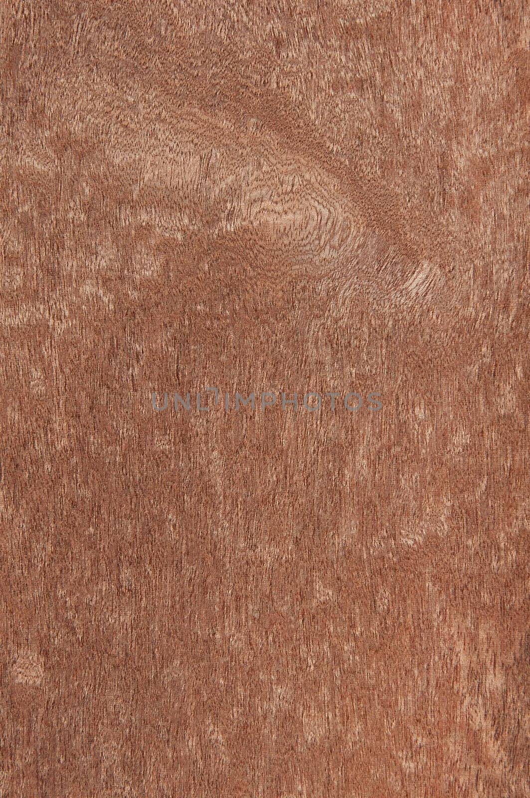 a wood rustic exclusive texture