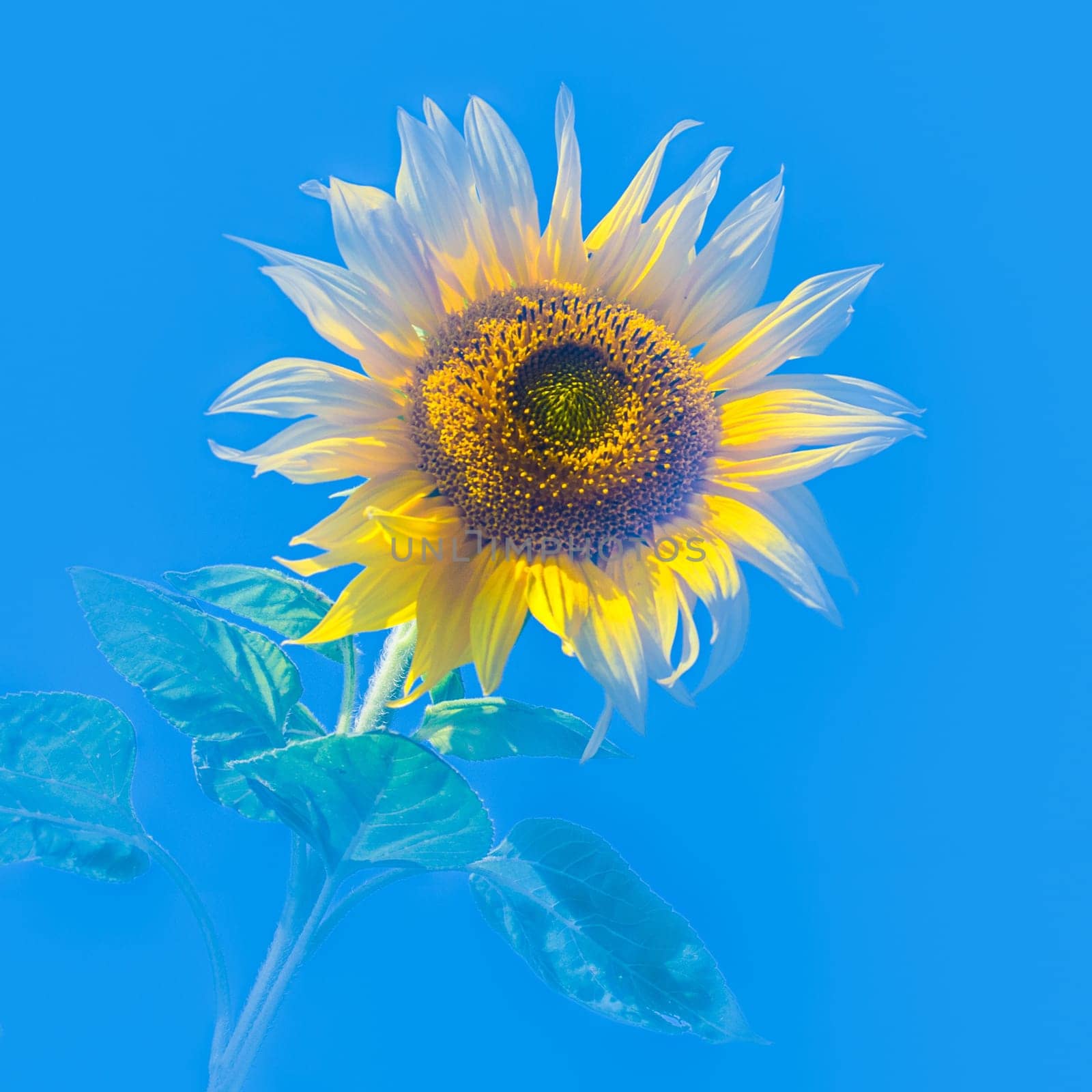 Sunflower floating against water blue