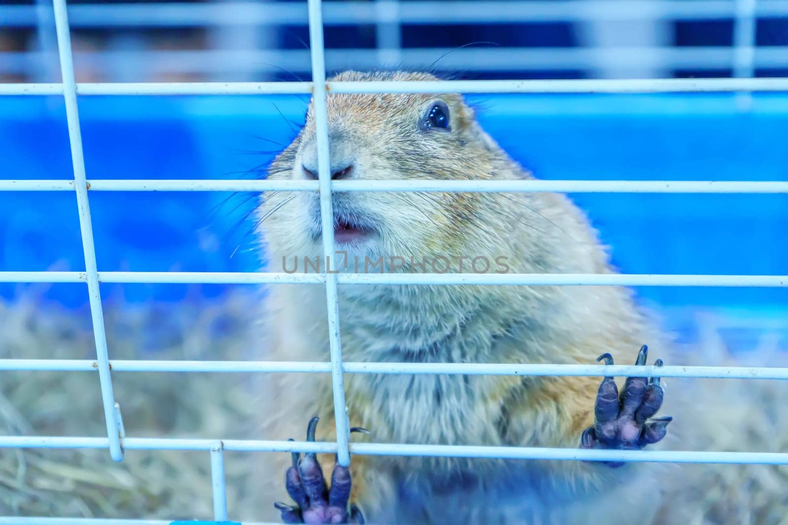 The prairie dog in a cage. It's small mammals, are in the same family as squirrels.