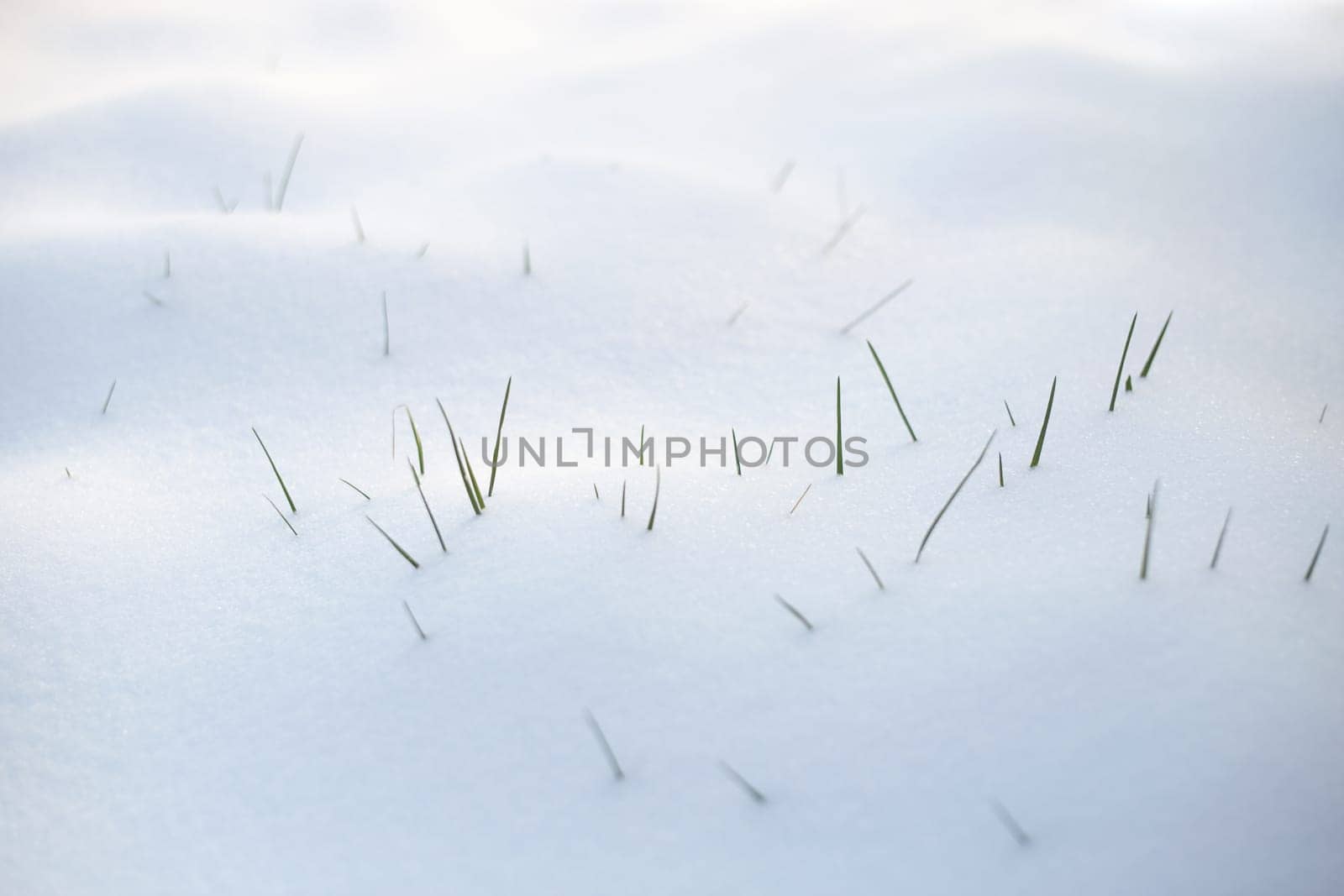 Grass blades in the snow, white background