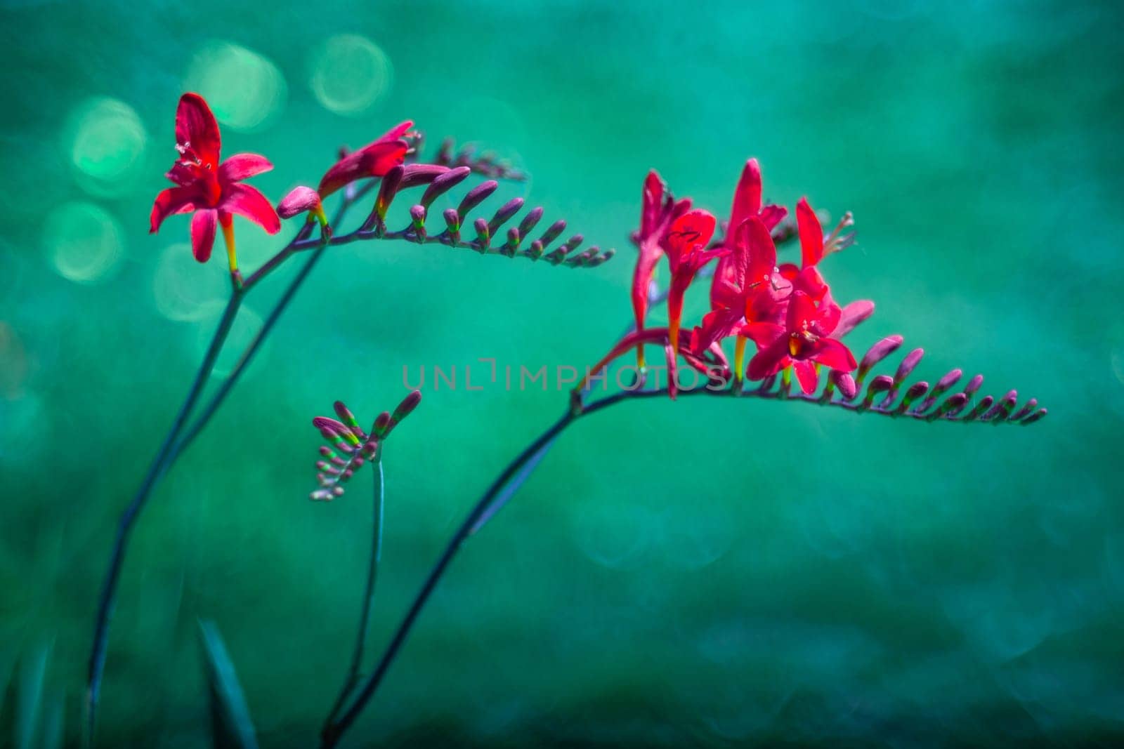 Crocosmia Lucifer (Crocosmia Masoniorum) over a blurry background