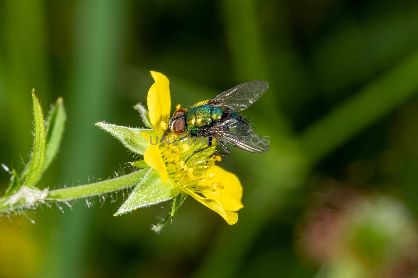 Detail of a blowfly sitting on yellow flower against a dark green background