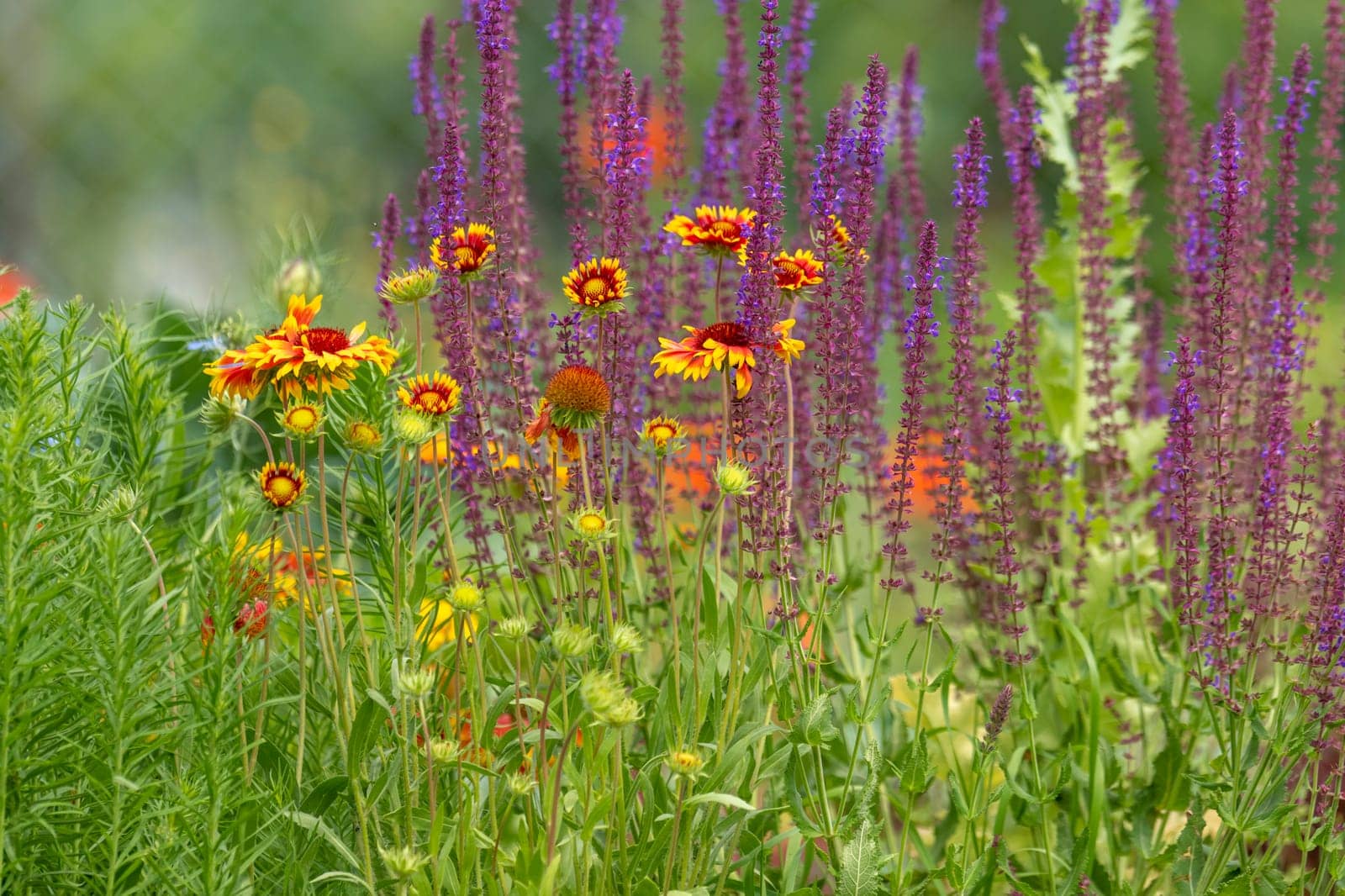 Flower meadow with yellow asters and blooming sage against a blurred green background