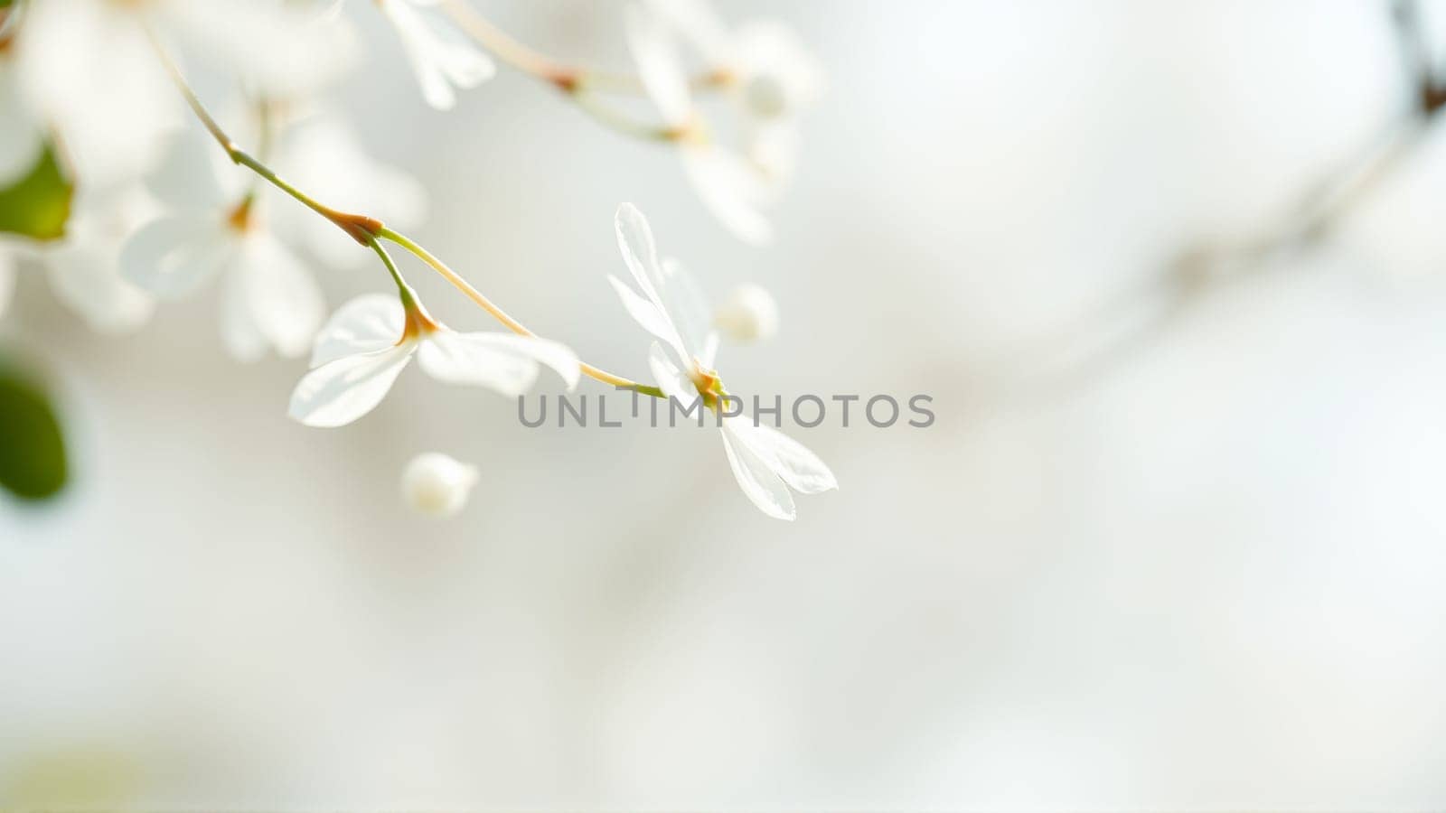 Delicate spring flowers in backlit sunlight, blurred background. High quality photo