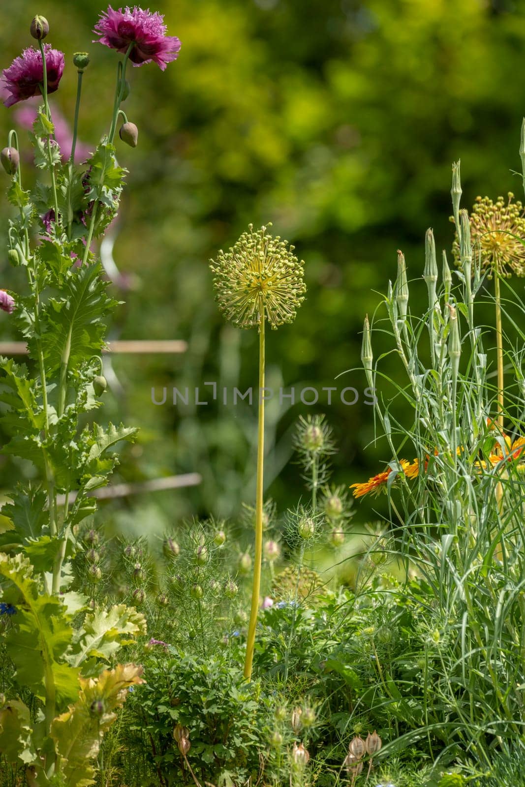 Onion blossom with a long stem between flowers against a blurred green background