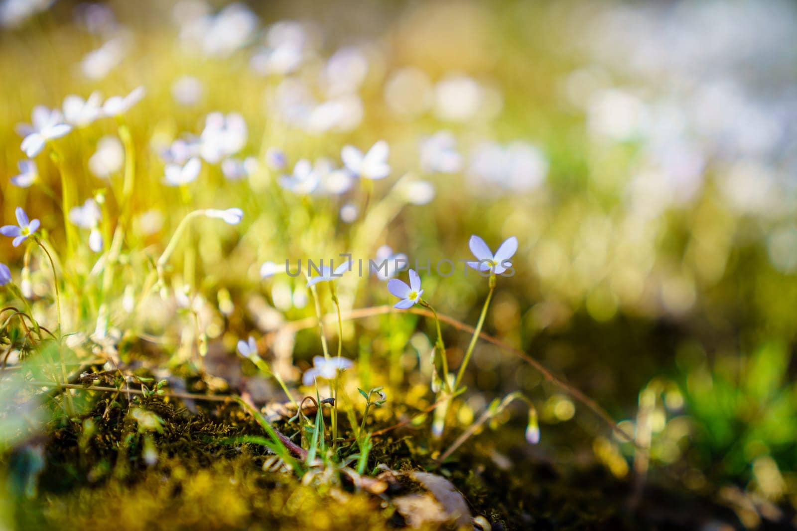 Creeping Bluet flowers in a forest in early spring in Central Kentucky