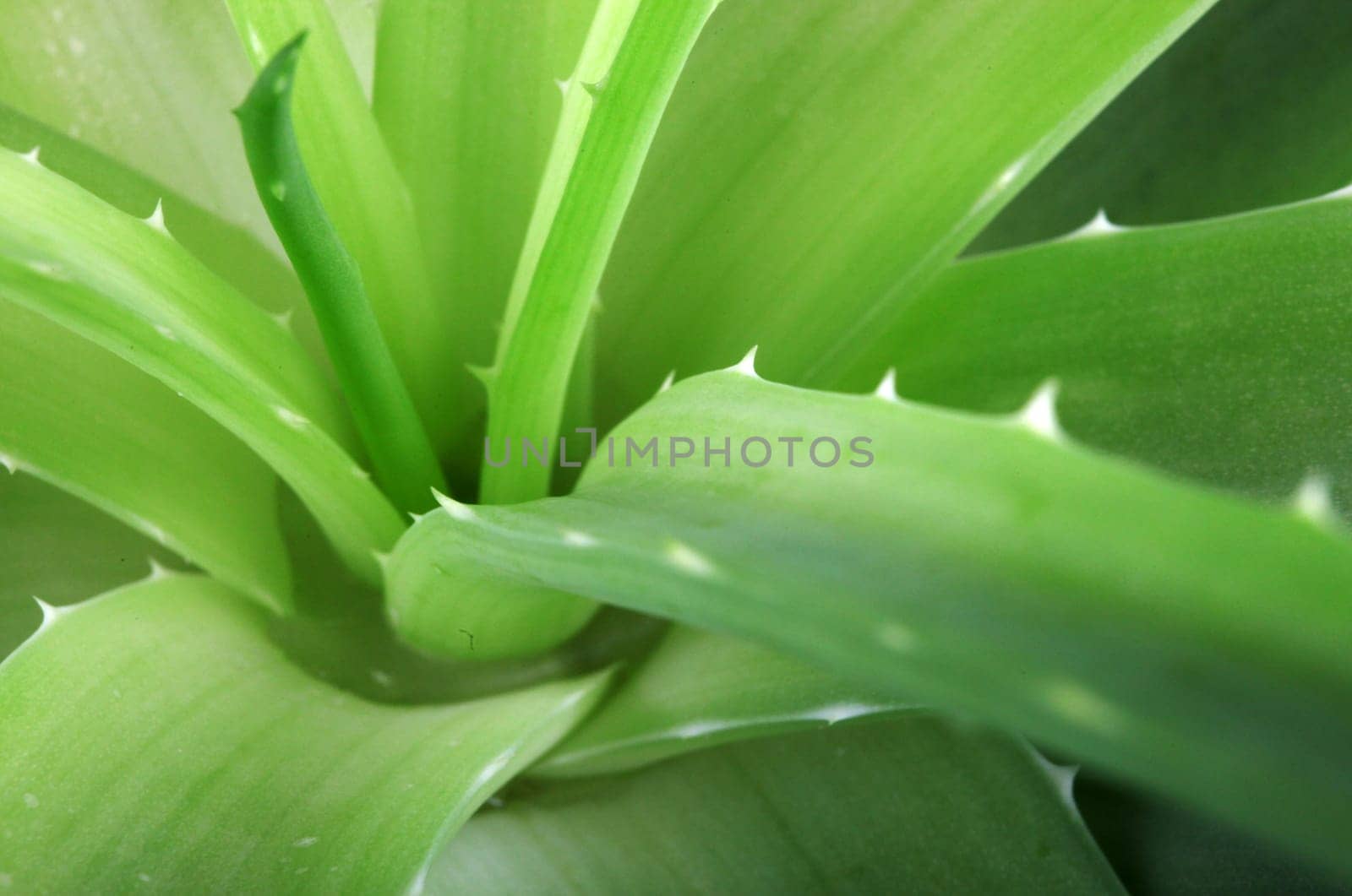 Aloe vera