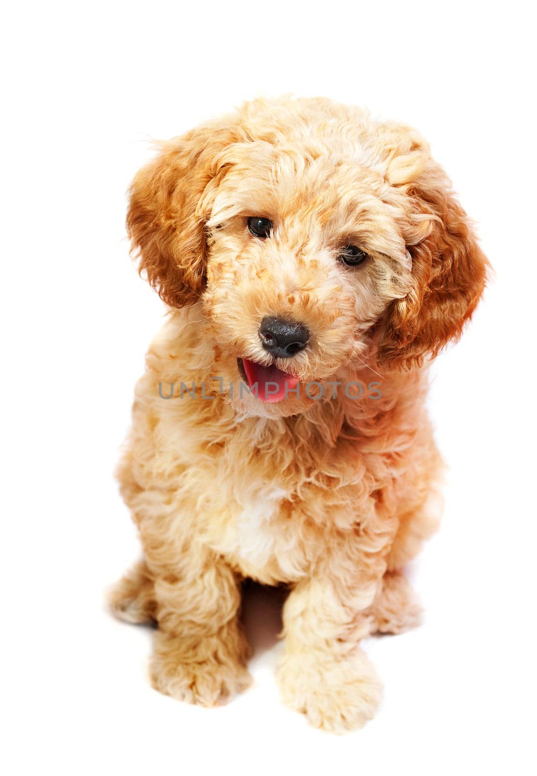 Apricot poodle puppy isolated over white