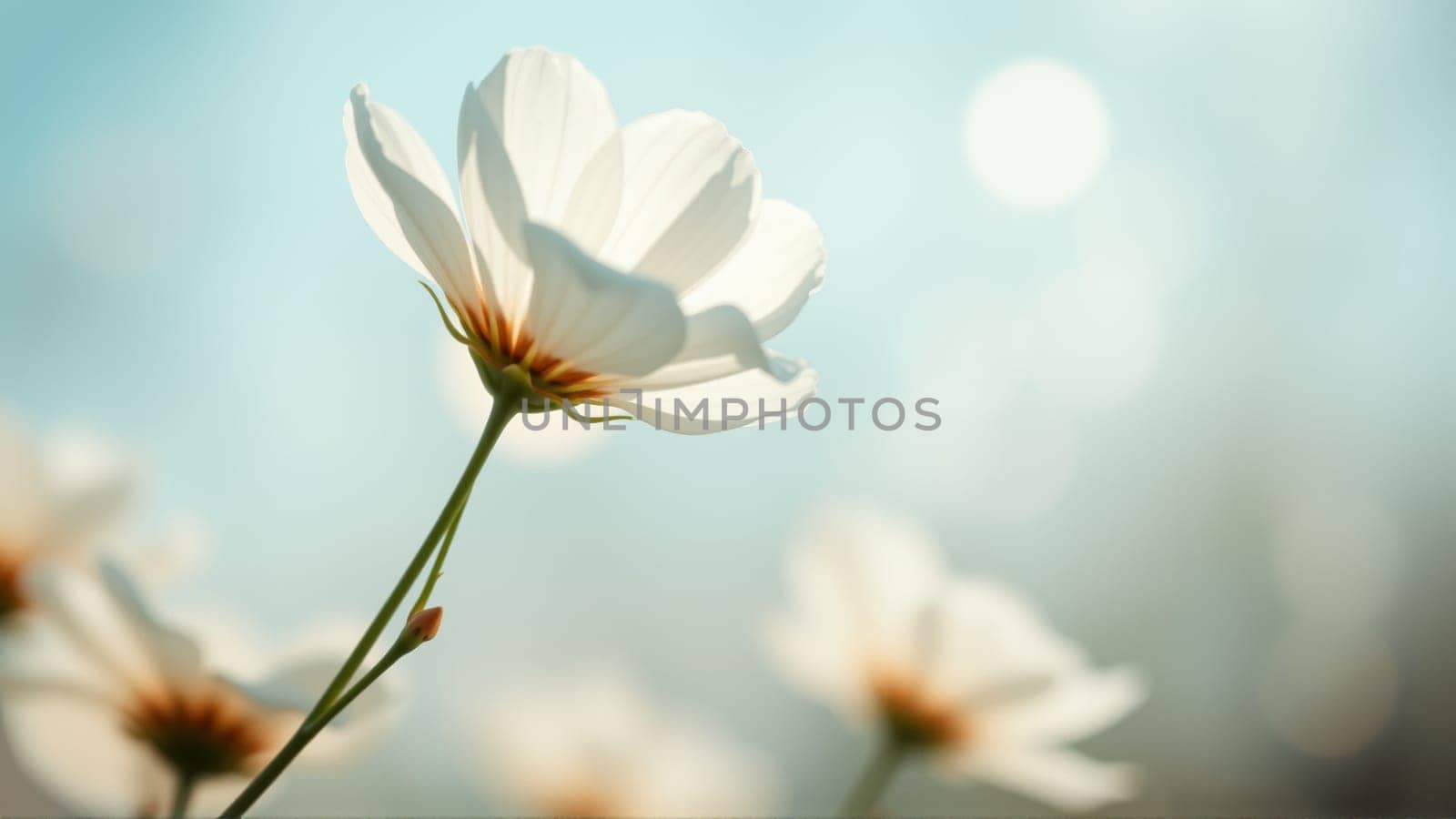 Delicate spring flowers in backlit sunlight, blurred background. High quality photo