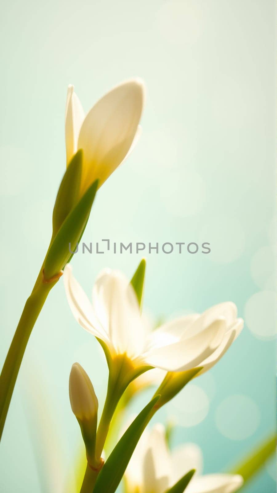 Delicate spring flowers in backlit sunlight, blurred background. High quality photo