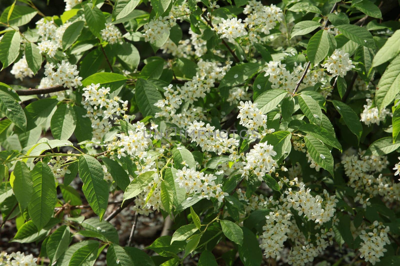 white flowers in inflorescences of blooming bird cherry close-up sunny spring landscape