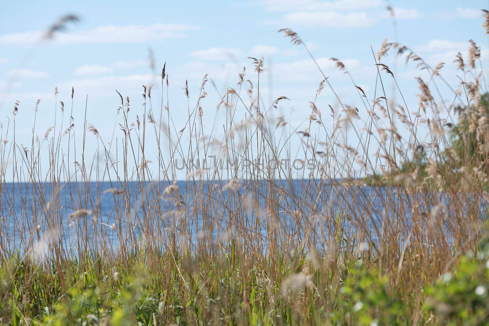 landscape with sunny lake in the foreground dry reeds, vacation concept