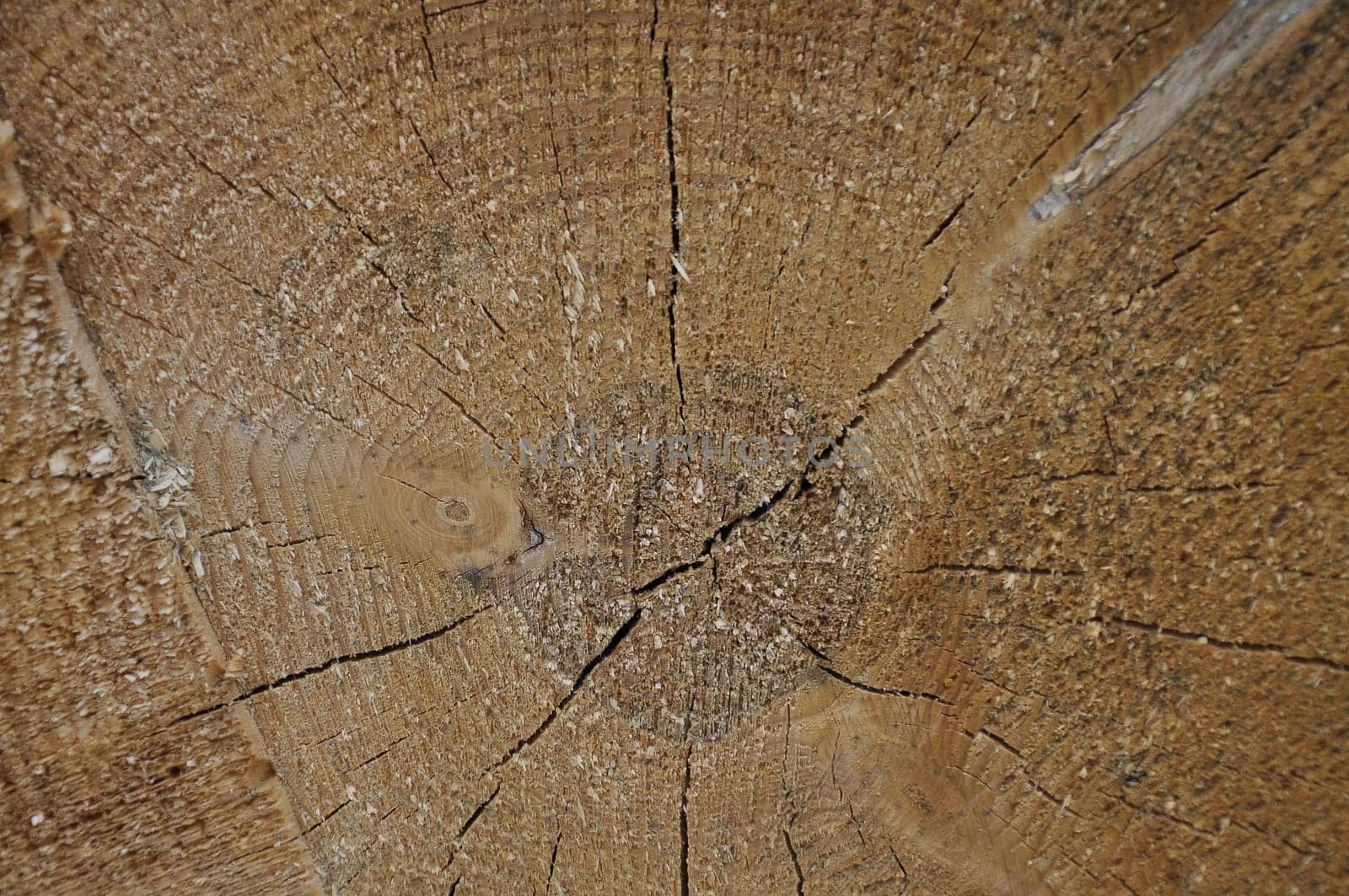 Old tree with growth rings