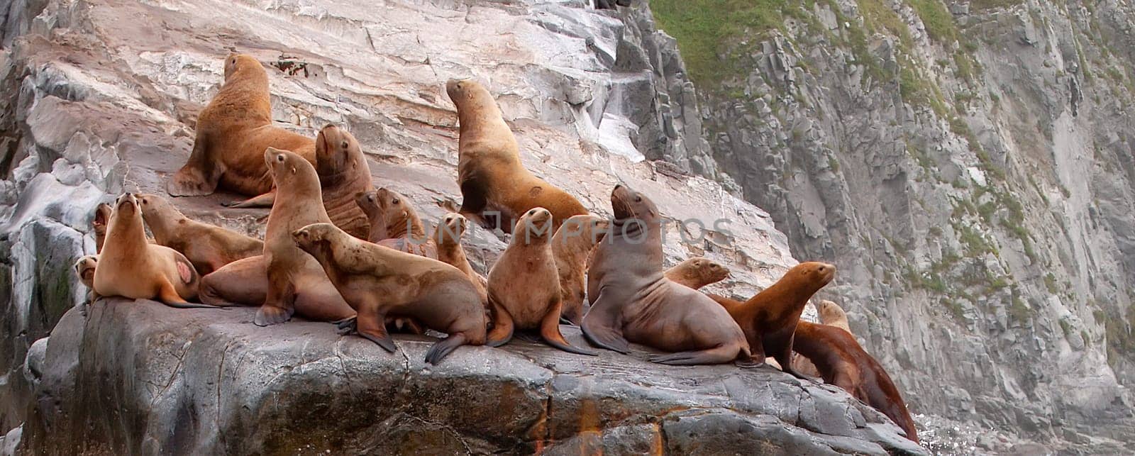 Selective focus. The Rookery Steller sea lions. Island in Pacific Ocean near Kamchatka Peninsula.